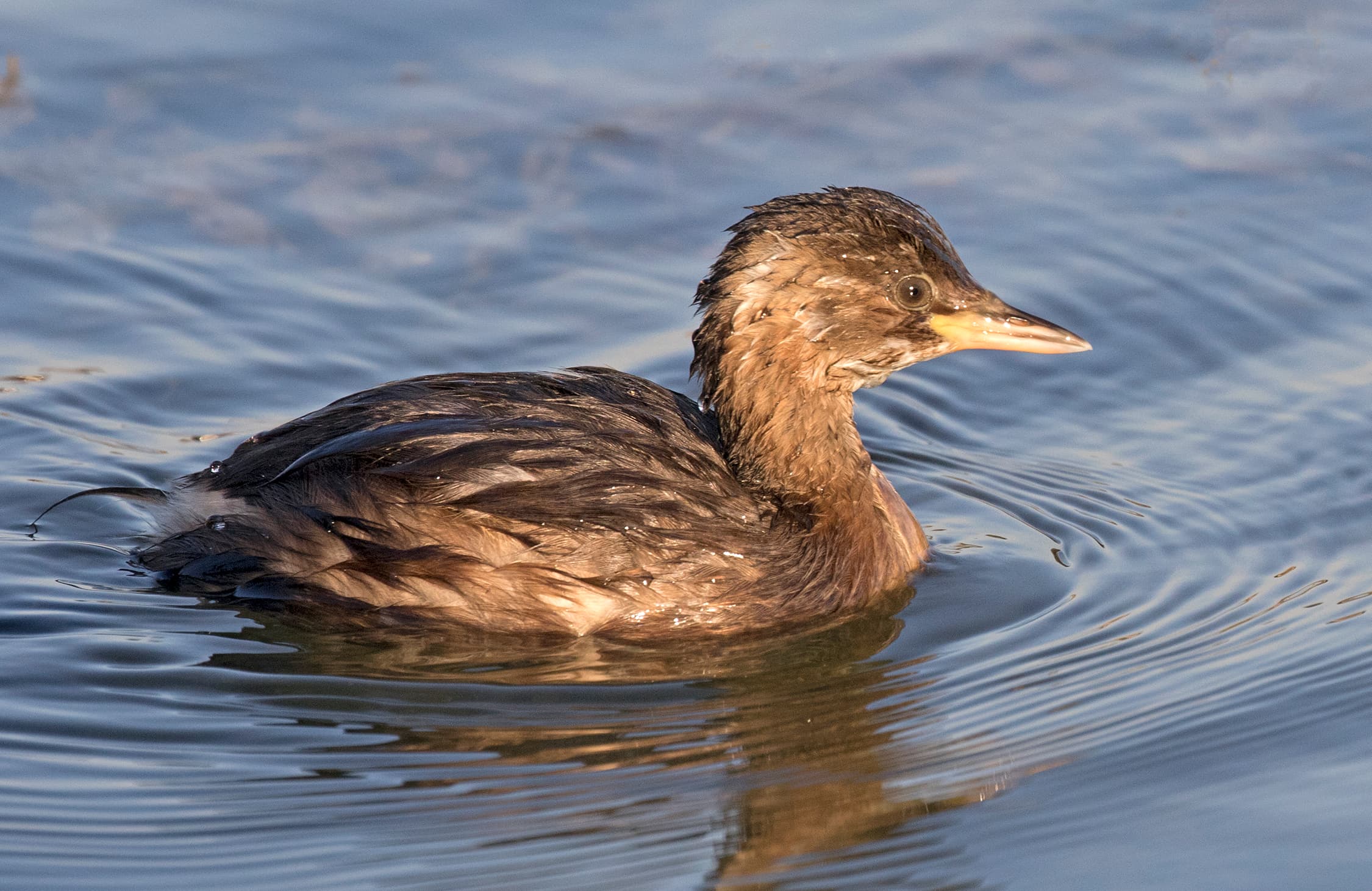 Dodaars (Tachybaptus ruficollis) - Little Grebe - Tachybaptus ruficollis 15-1