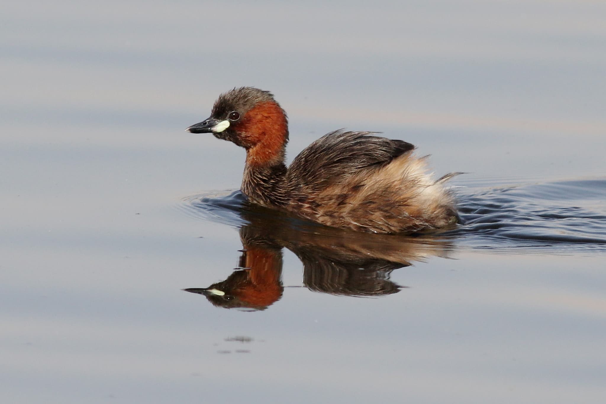 Dodaars (Tachybaptus ruficollis) - Tachybaptus ruficollis iraquensis, Al Jahra Governorate, Kuwait 1