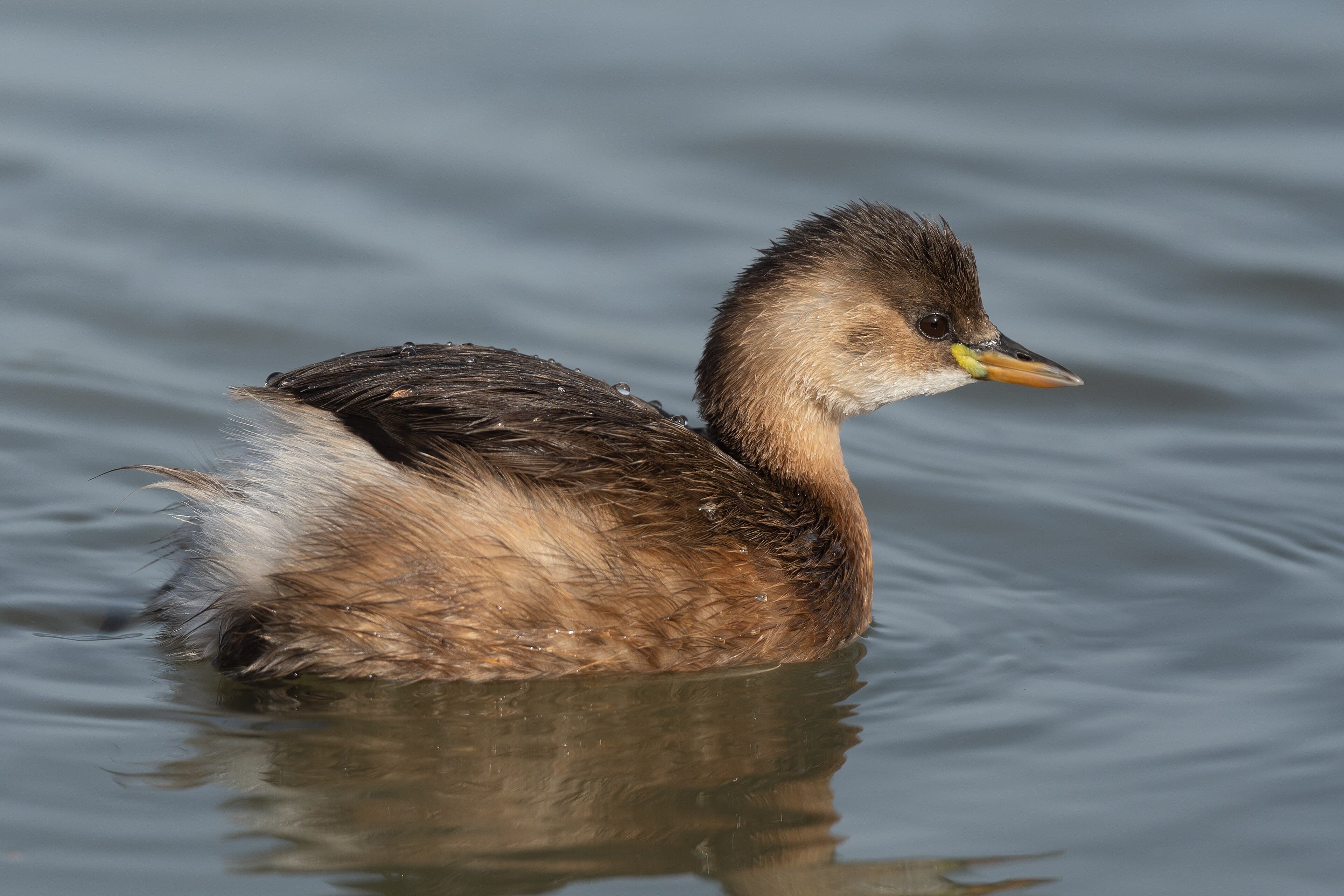 Dodaars (Tachybaptus ruficollis) - Grèbe castagneux Lac de Tunis