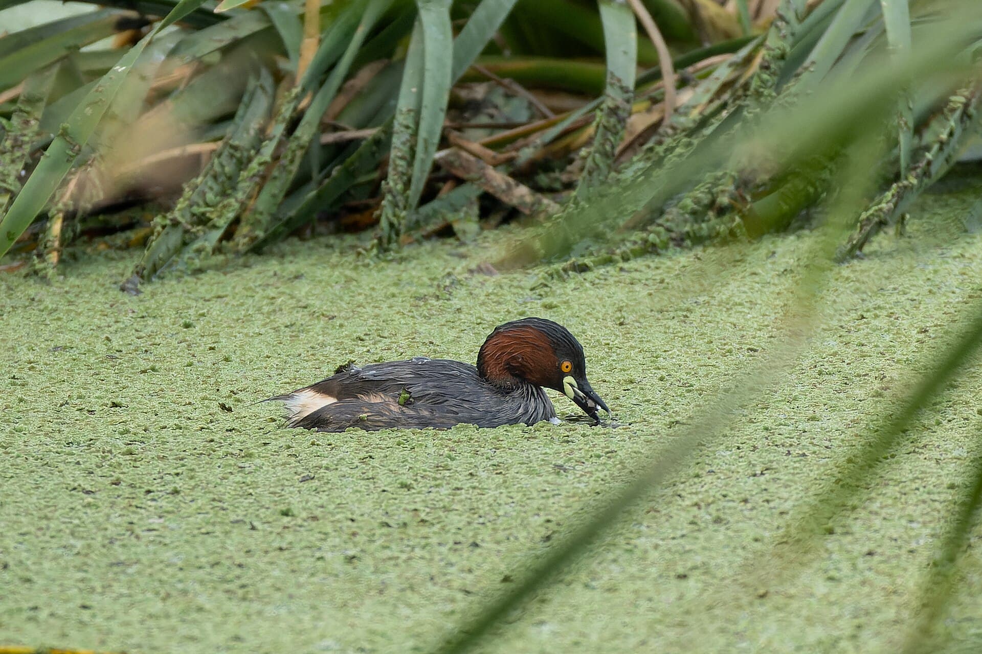 Dodaars (Tachybaptus ruficollis) - Little Grebe by Tisha Mukherjee 32