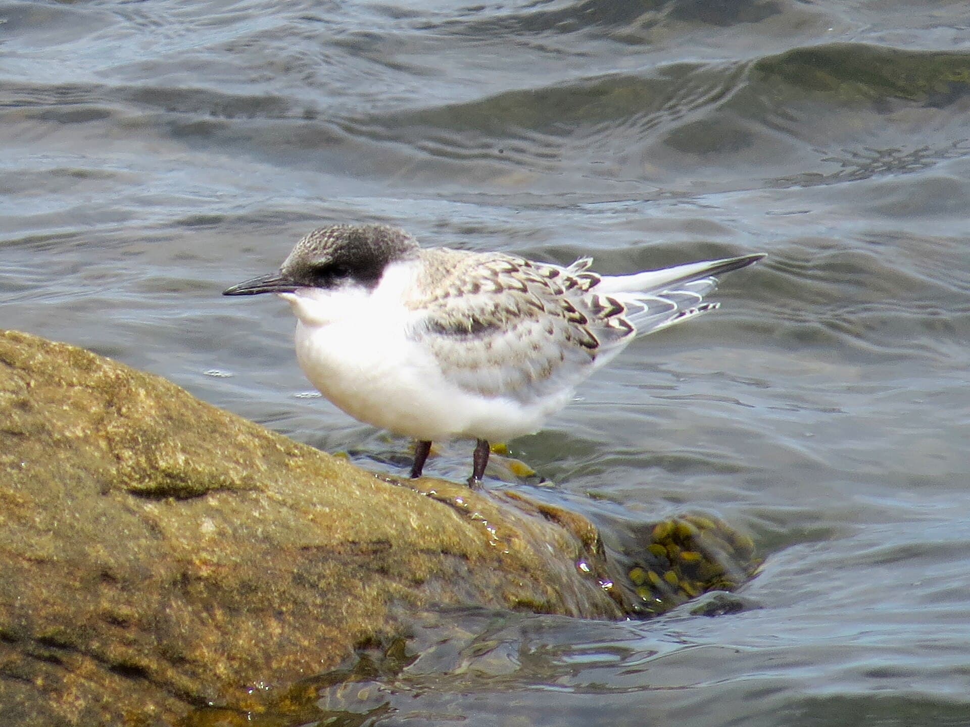 Dougalls Stern (Sterna dougallii) - 2020-07-18 Sterna dougallii, St Marys Island, Northumberland 20