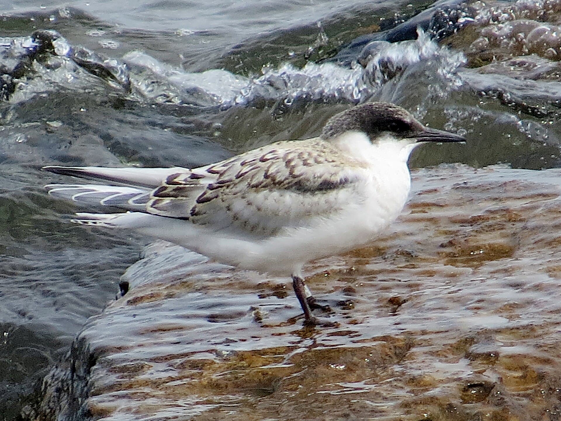 Dougalls Stern (Sterna dougallii) - 2020-07-18 Sterna dougallii, St Marys Island, Northumberland 19