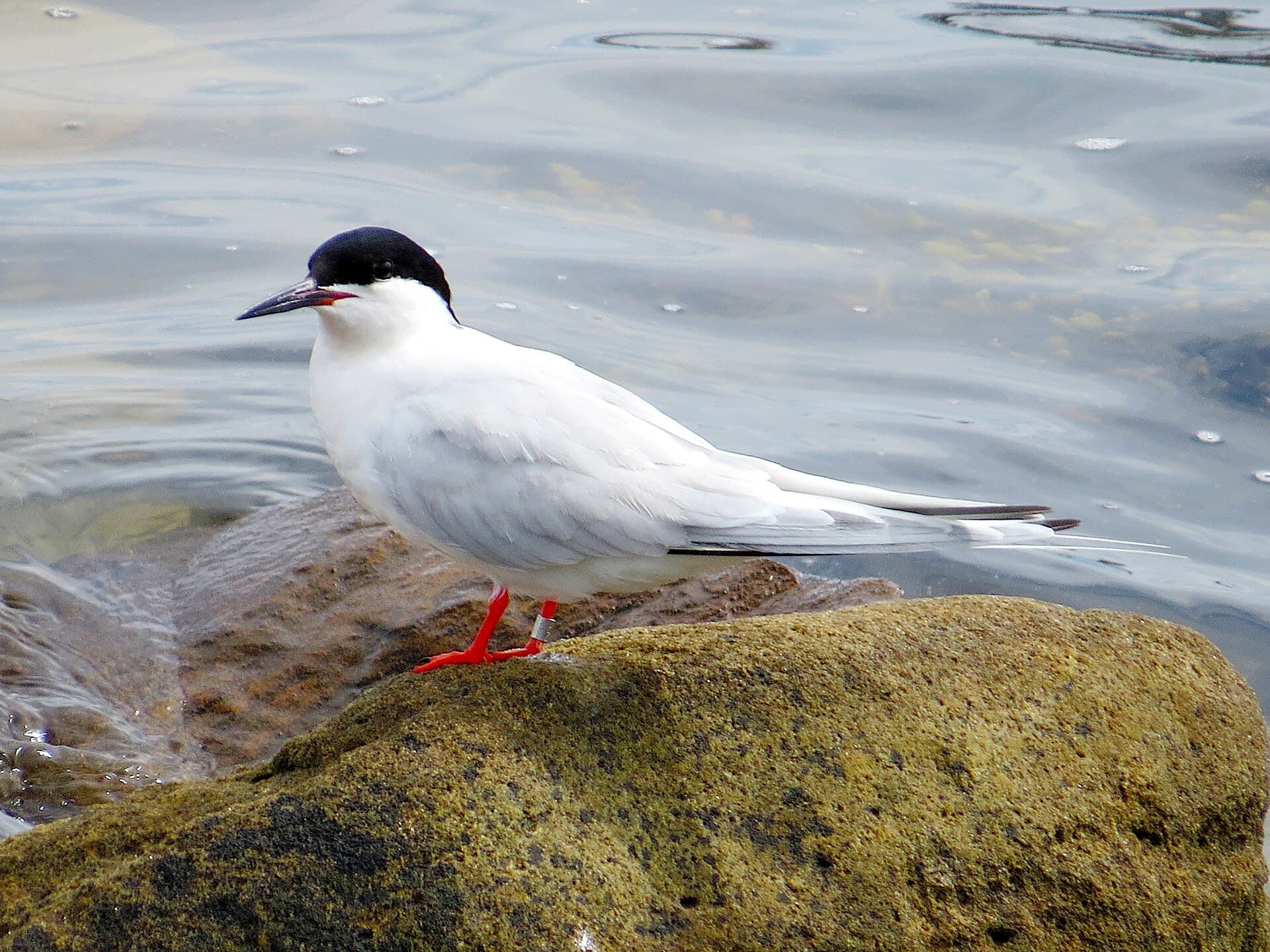 Dougalls Stern (Sterna dougallii) - 2020-07-18 Sterna dougallii, St Marys Island, Northumberland 02