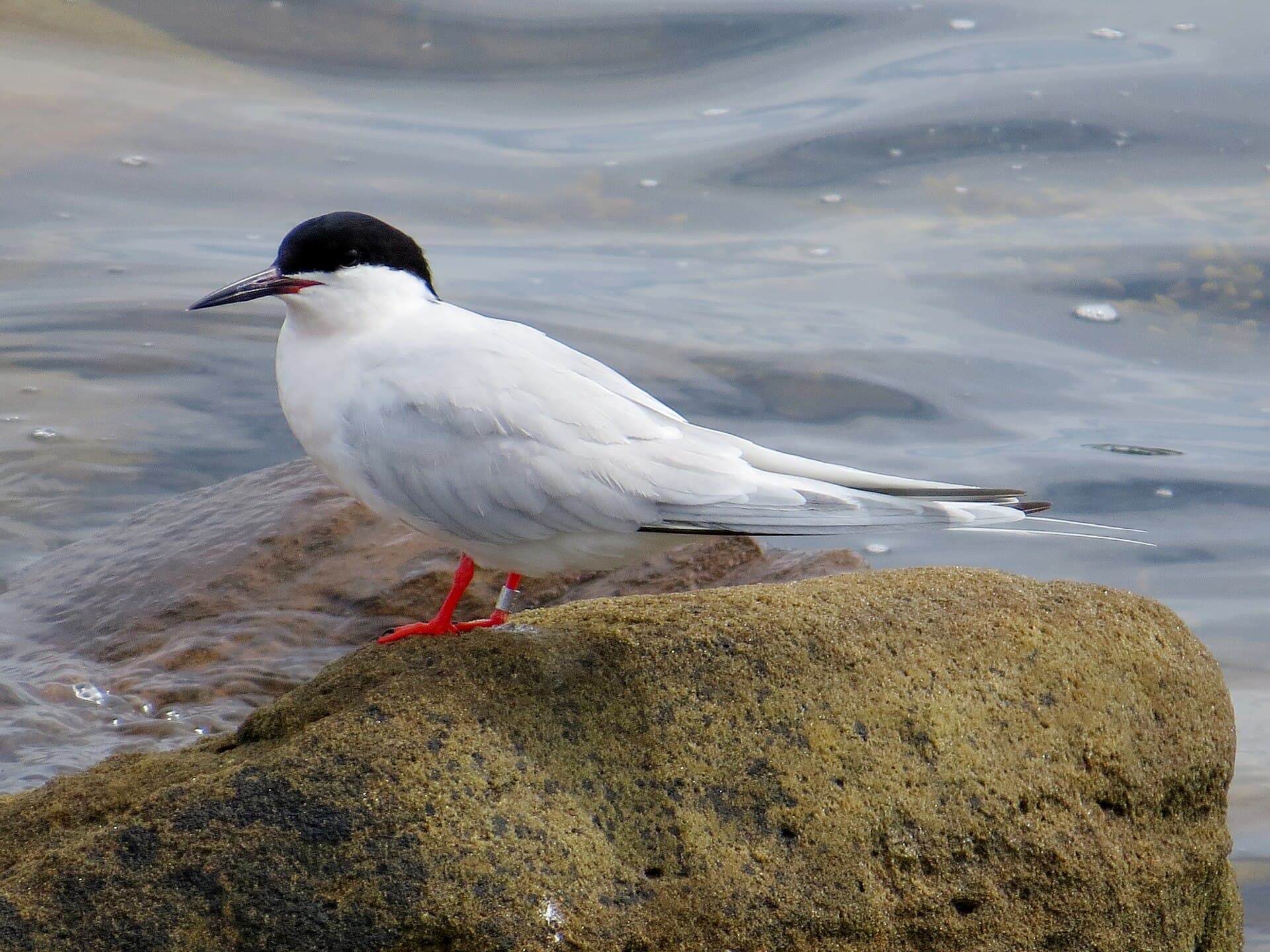 Dougalls Stern (Sterna dougallii) - 2020-07-18 Sterna dougallii, St Marys Island, Northumberland 04