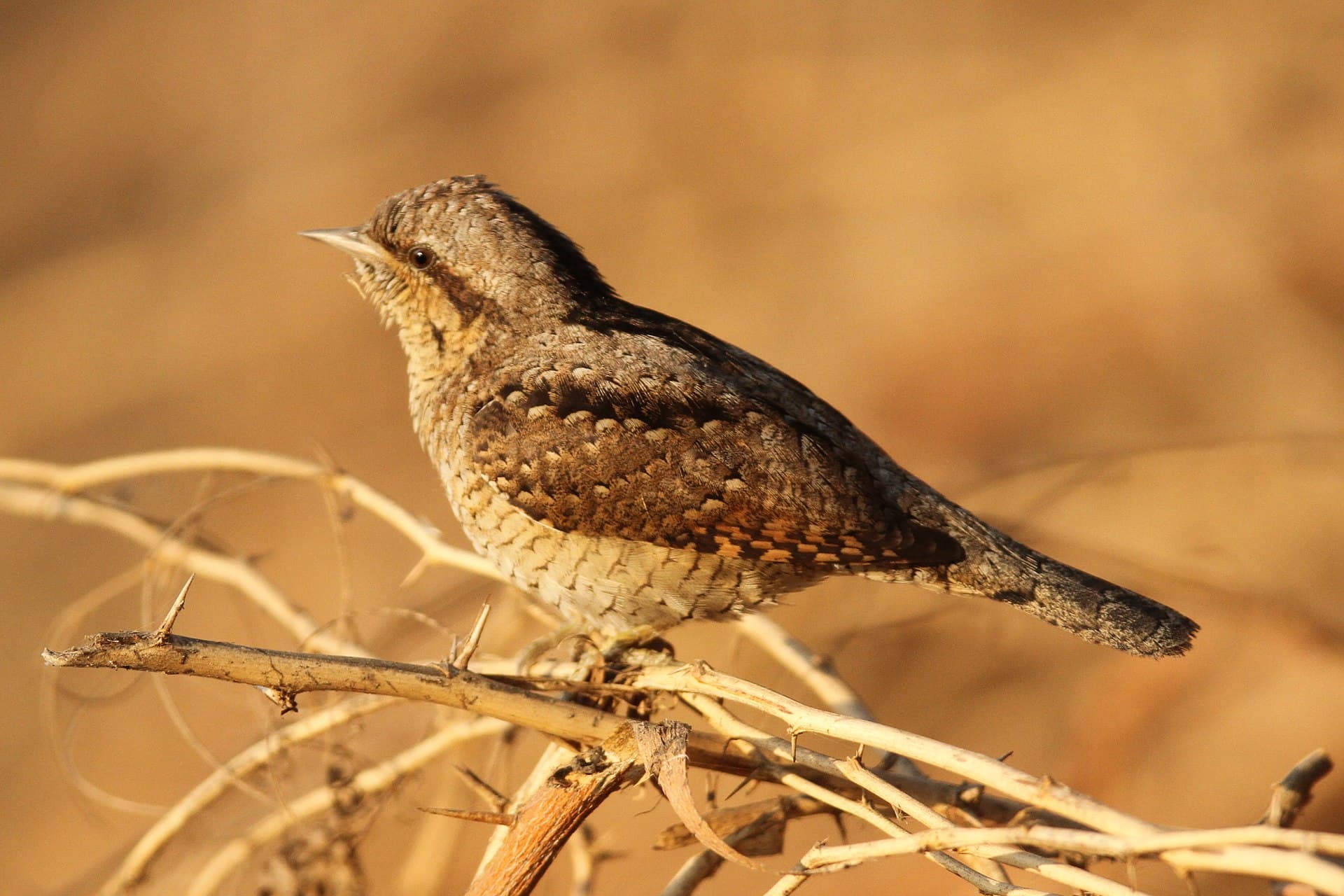 Draaihals (Jynx torquilla) - Northern wryneck by David Raju (cropped)