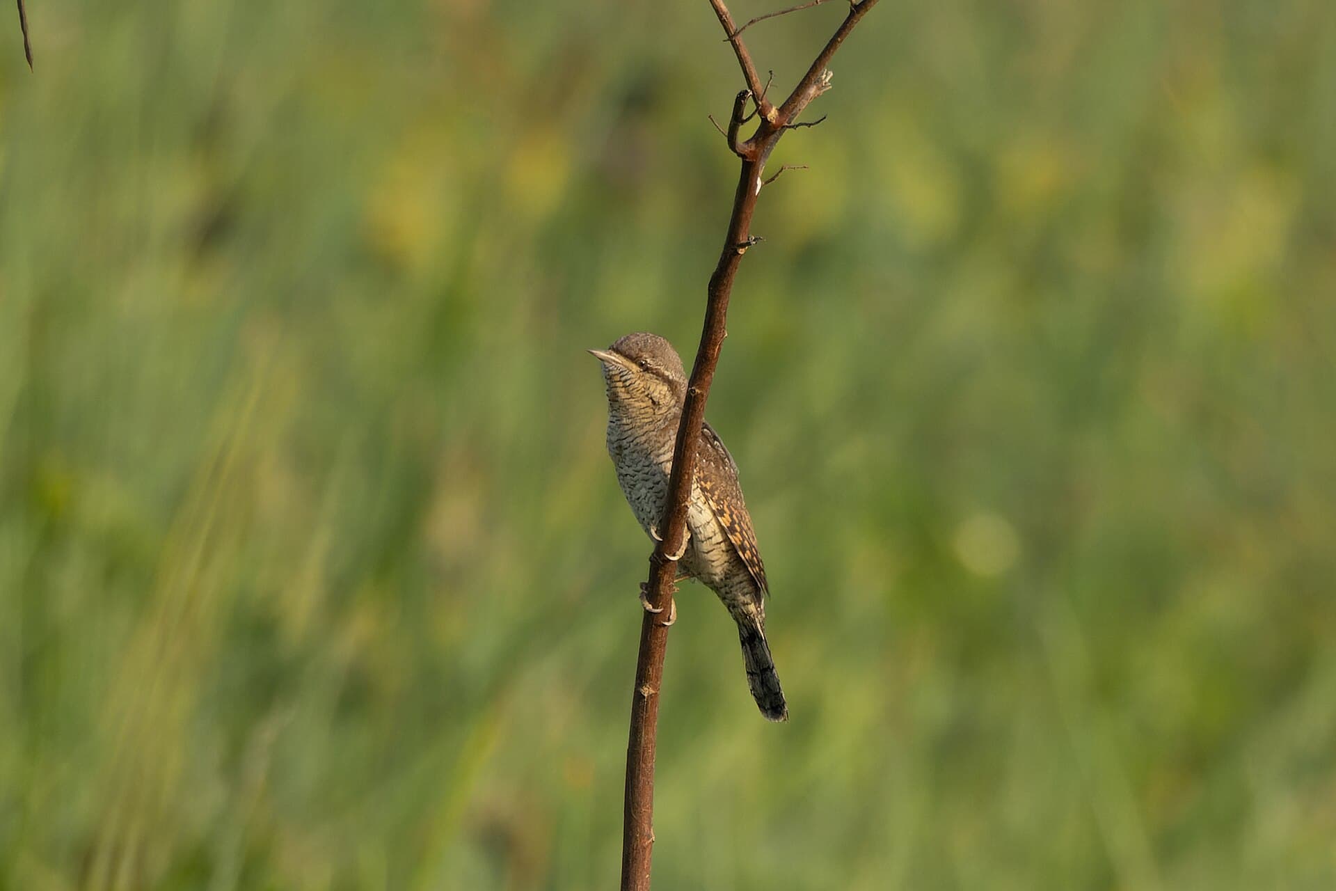 Draaihals (Jynx torquilla) - Eurasian Wryneck by Tisha Mukherjee 12