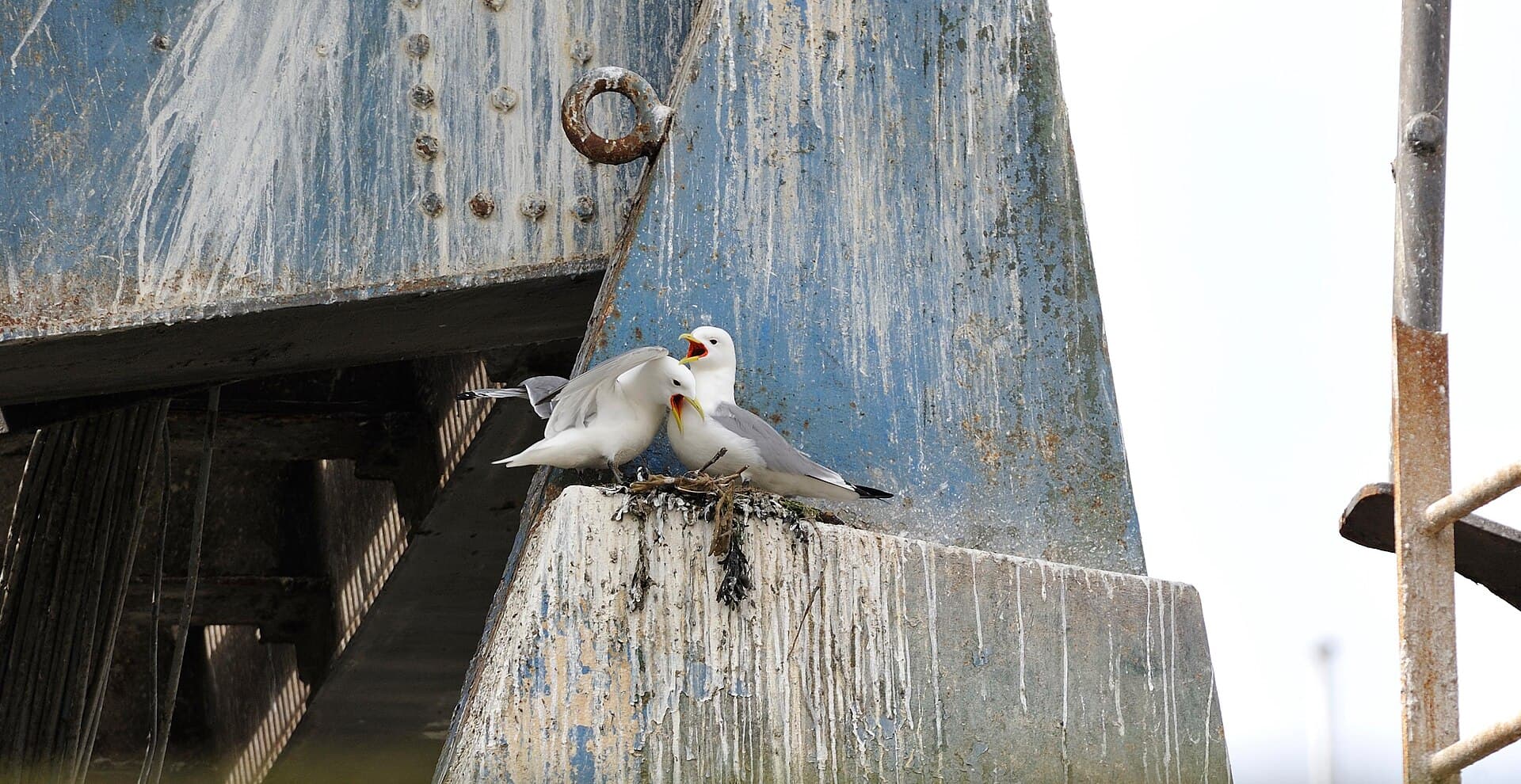 Drieteenmeeuw (Rissa tridactyla) - Mouettes tridactyles (Rissa tridactyla) sur les ruines de la gare maritime de Boulogne-sur-Mer (Ifremer 00555-66722 - 44722)