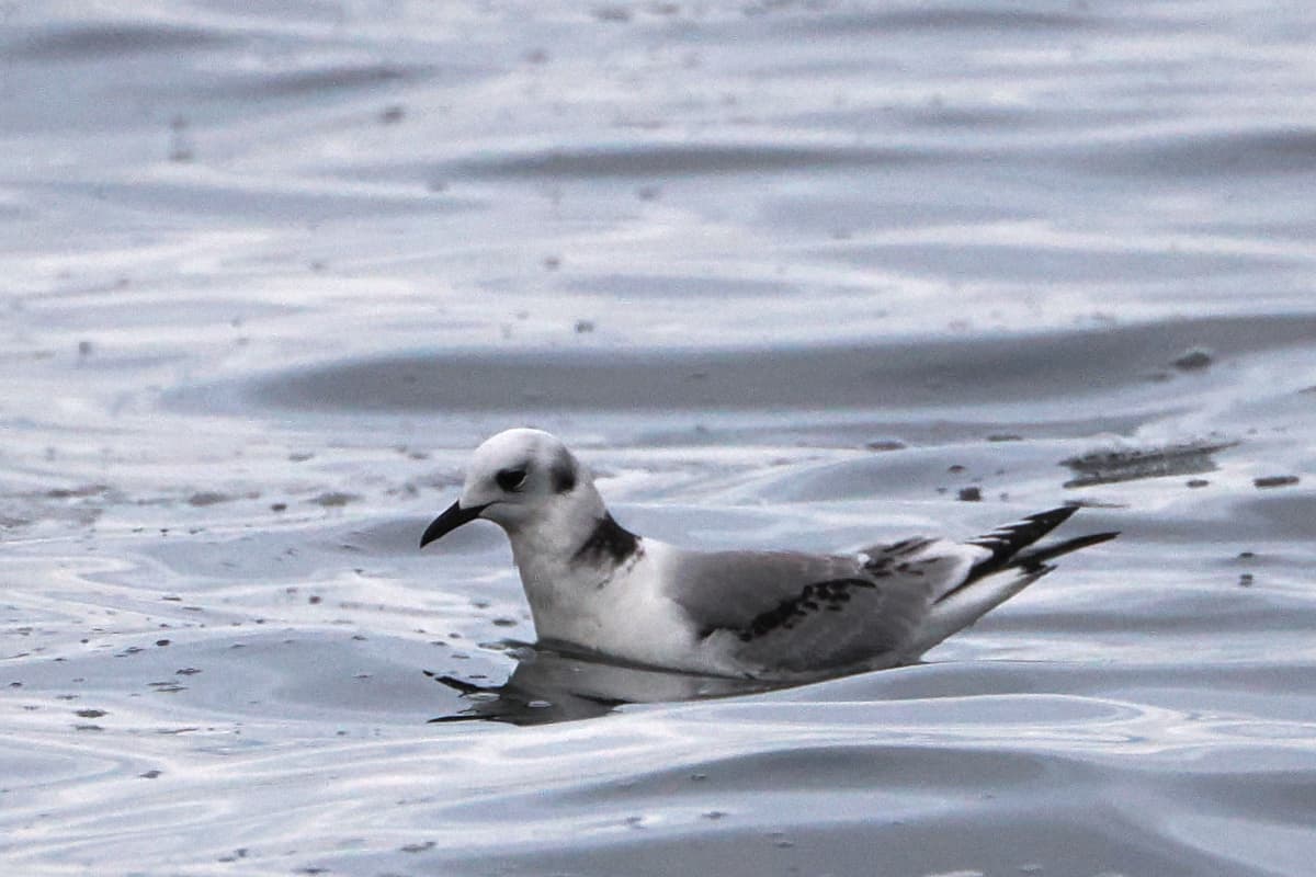 Drieteenmeeuw (Rissa tridactyla) - Black-legged Kittiwake imported from iNaturalist photo 314086459 on 1 January 2024