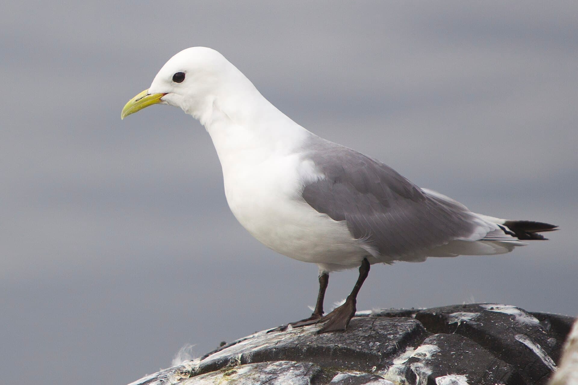 Drieteenmeeuw (Rissa tridactyla) - Rissa tridactyla (Vardø, 2012)