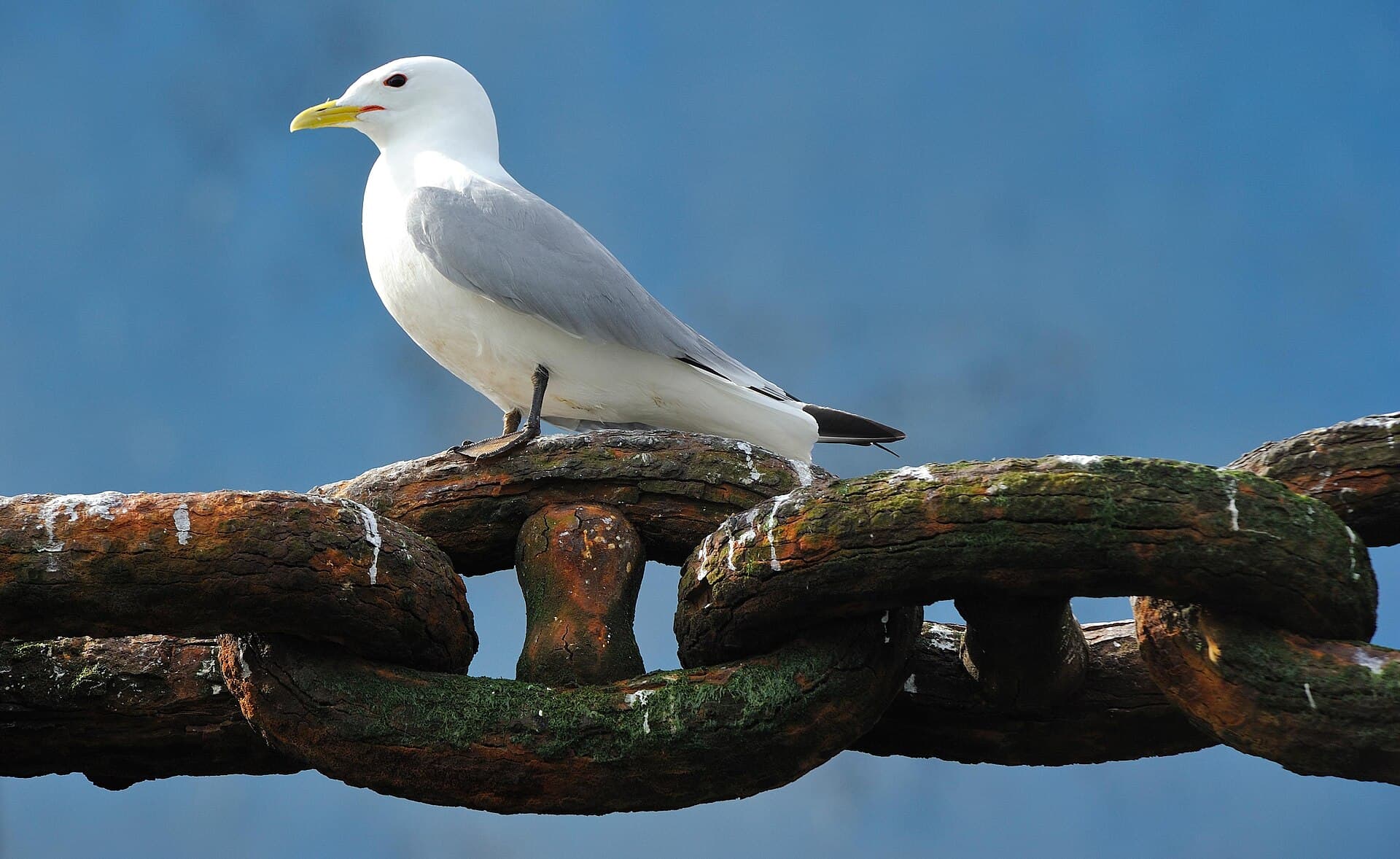 Drieteenmeeuw (Rissa tridactyla) - Mouette tridactyle (Rissa tridactyla) (Ifremer 00555-66706 - 18914)