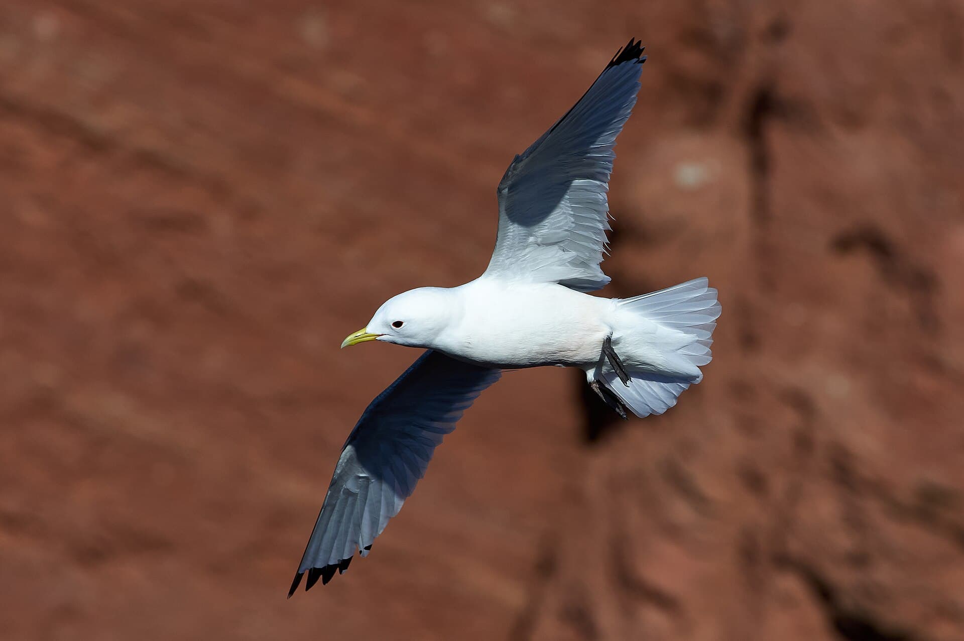 Drieteenmeeuw (Rissa tridactyla) - Dreizehenmöwe im Flug