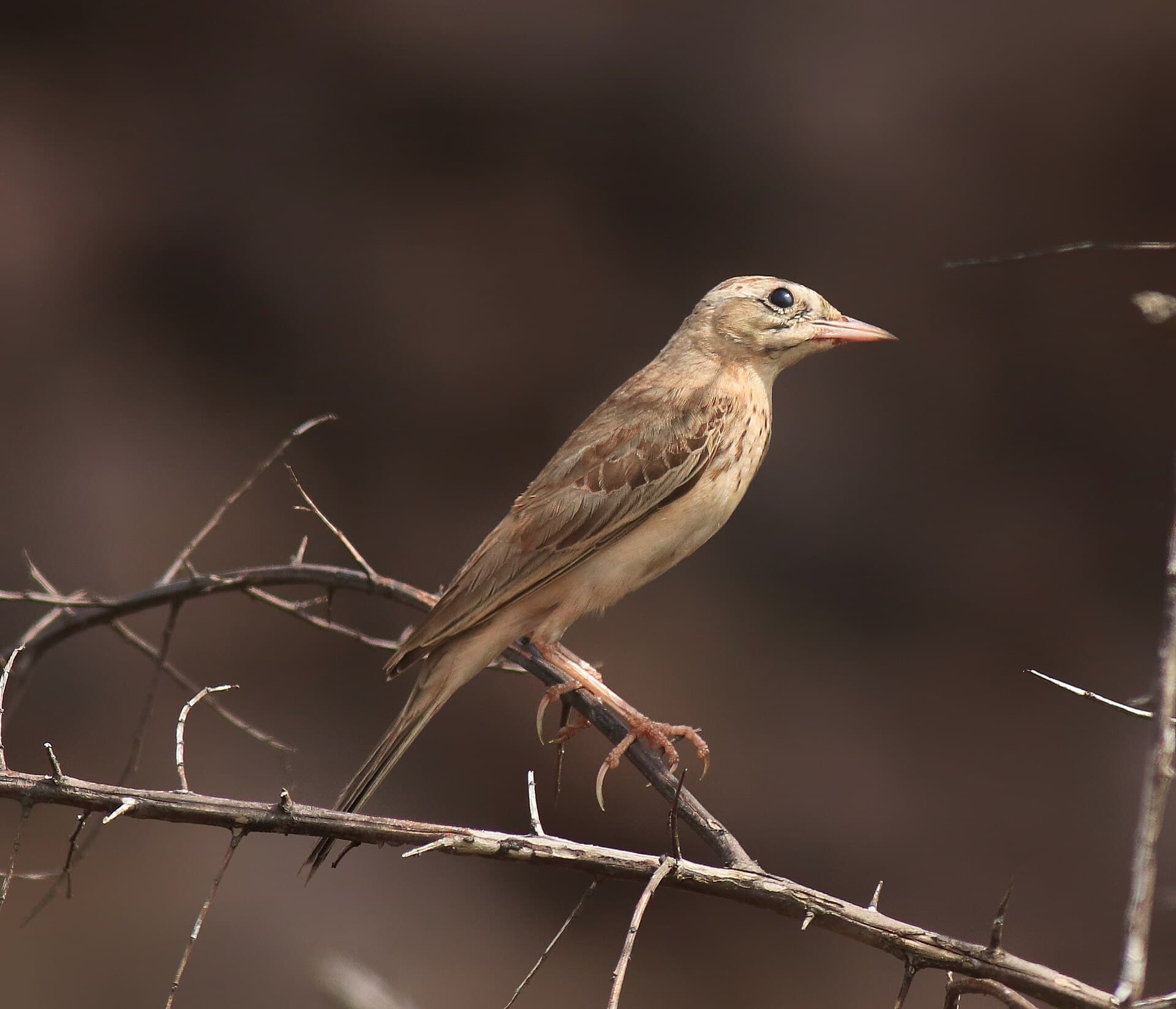 Duinpieper (Anthus campestris) - Tawny pipit 63