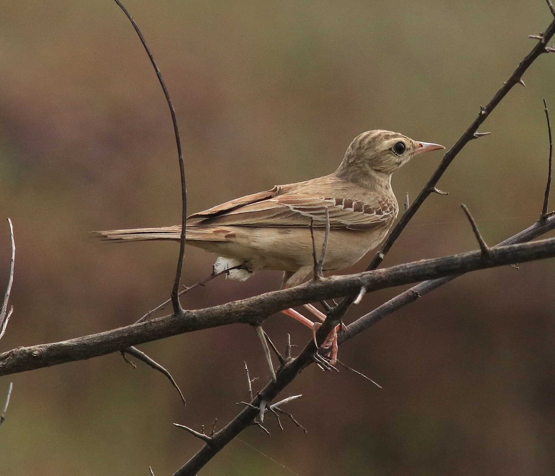 Duinpieper (Anthus campestris) - Tawny pipit 33