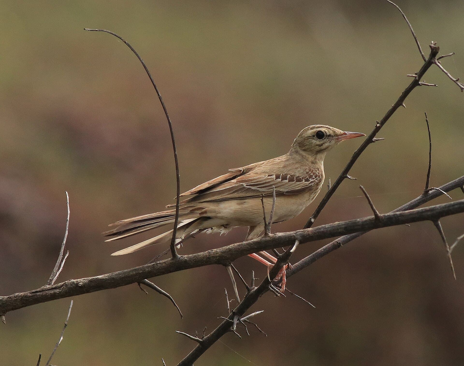 Duinpieper (Anthus campestris) - Tawny pipit 37