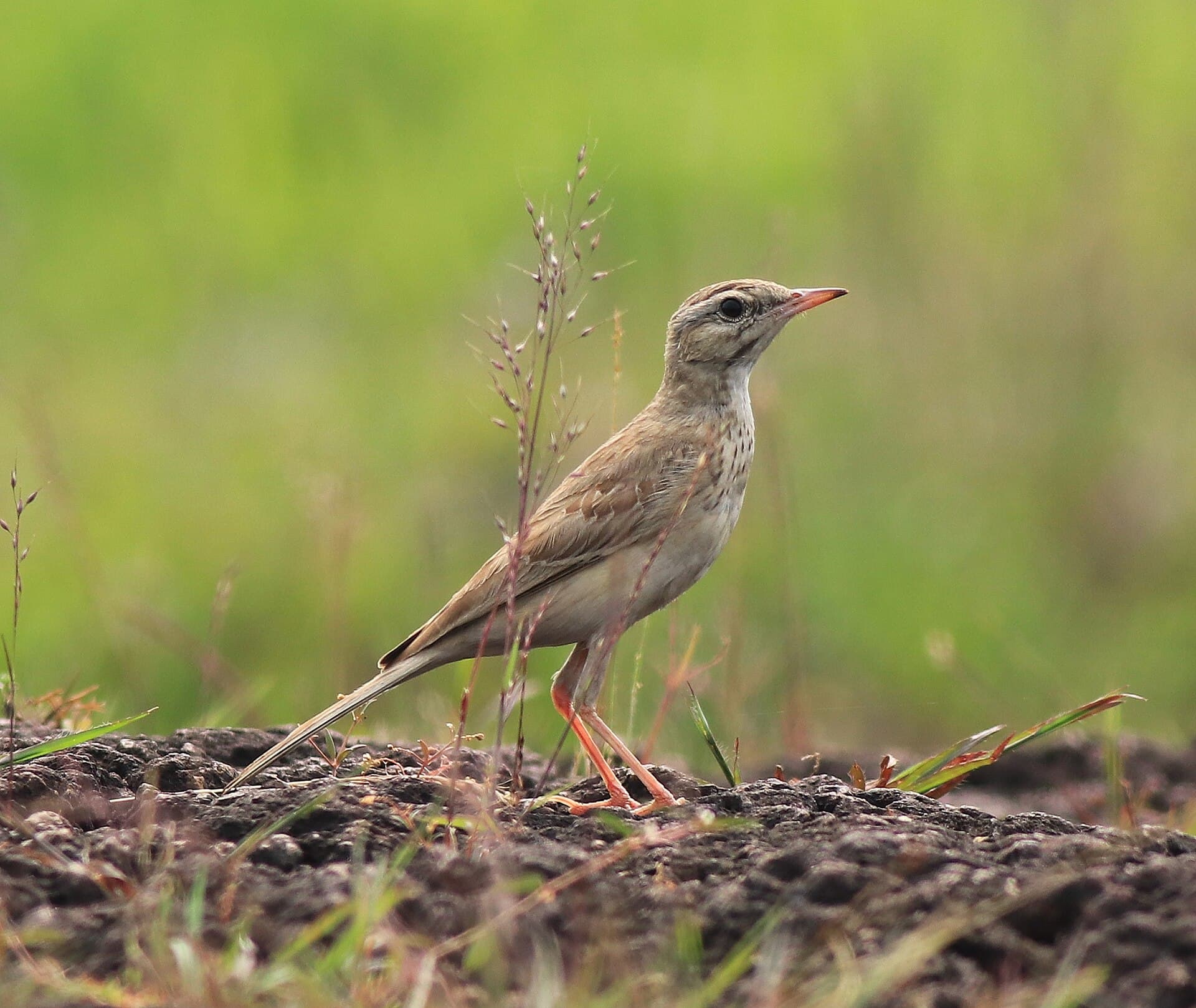 Duinpieper (Anthus campestris) - Tawny pipit 47