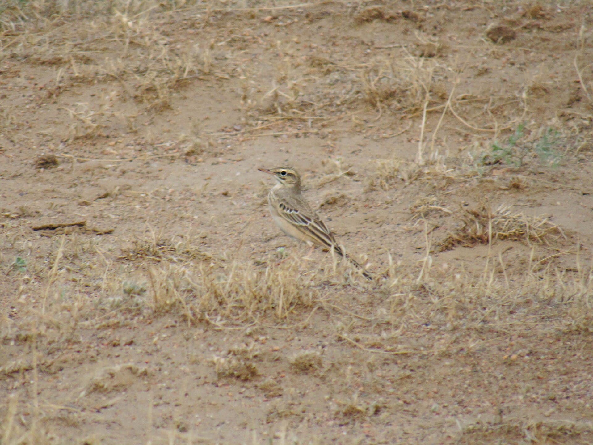 Duinpieper (Anthus campestris) - Алматинская область, Жусандалинская ЗЗ, полевой конёк (1)