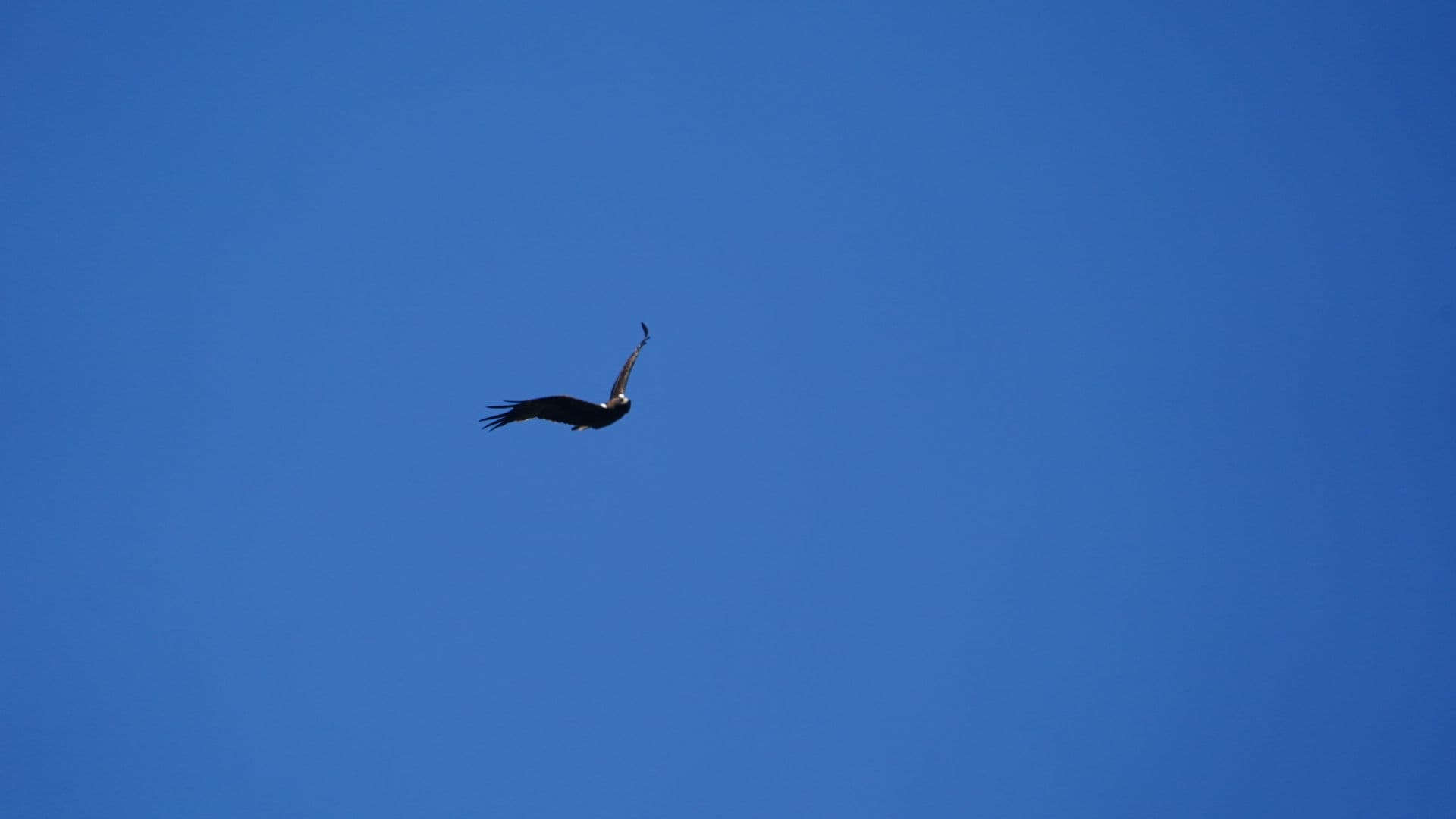 Dwergarend (Hieraaetus pennatus) - BOOTED EAGLE IRV04603