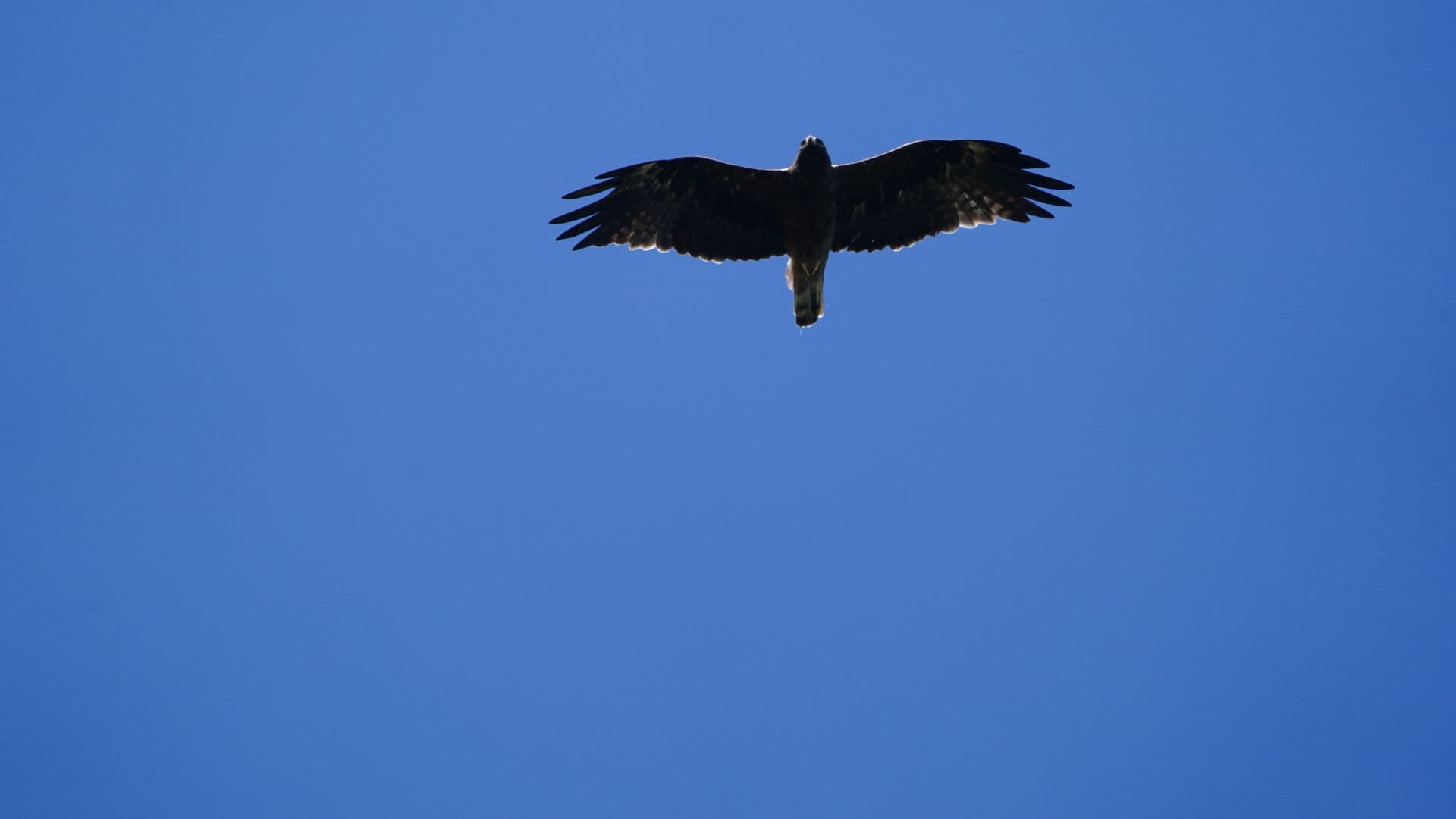 Dwergarend (Hieraaetus pennatus) - BOOTED EAGLE IRV04615