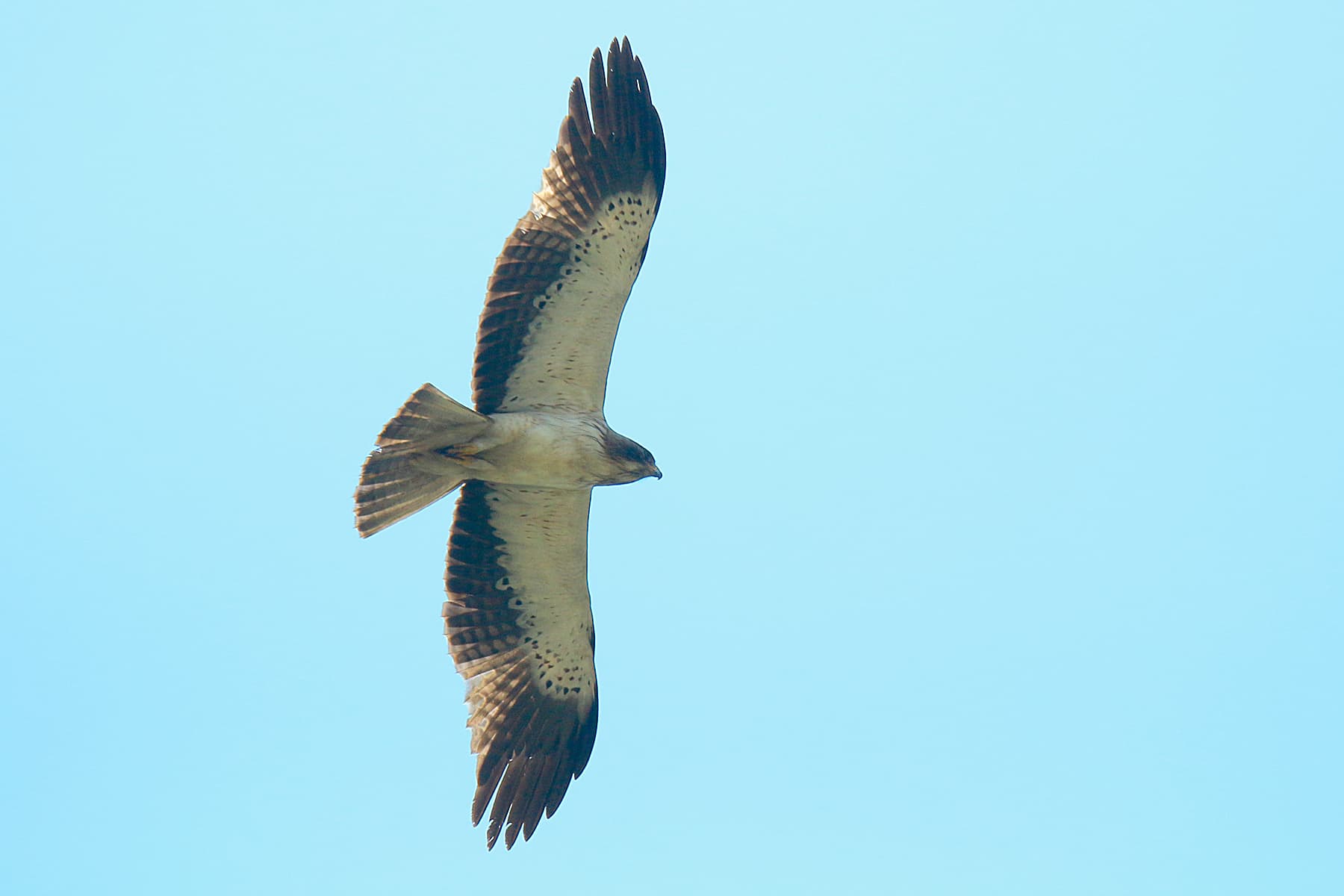 Dwergarend (Hieraaetus pennatus) - Booted eagle Erayilkadavu, Kottayam 2