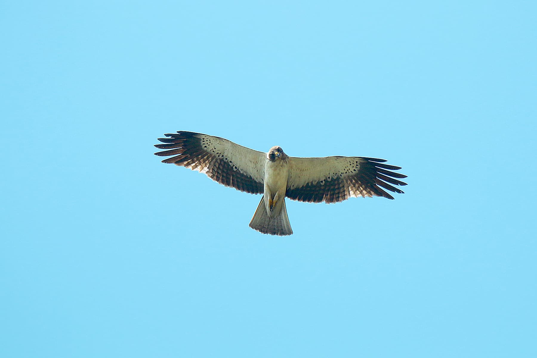 Dwergarend (Hieraaetus pennatus) - Booted eagle Erayilkadavu, Kottayam 3