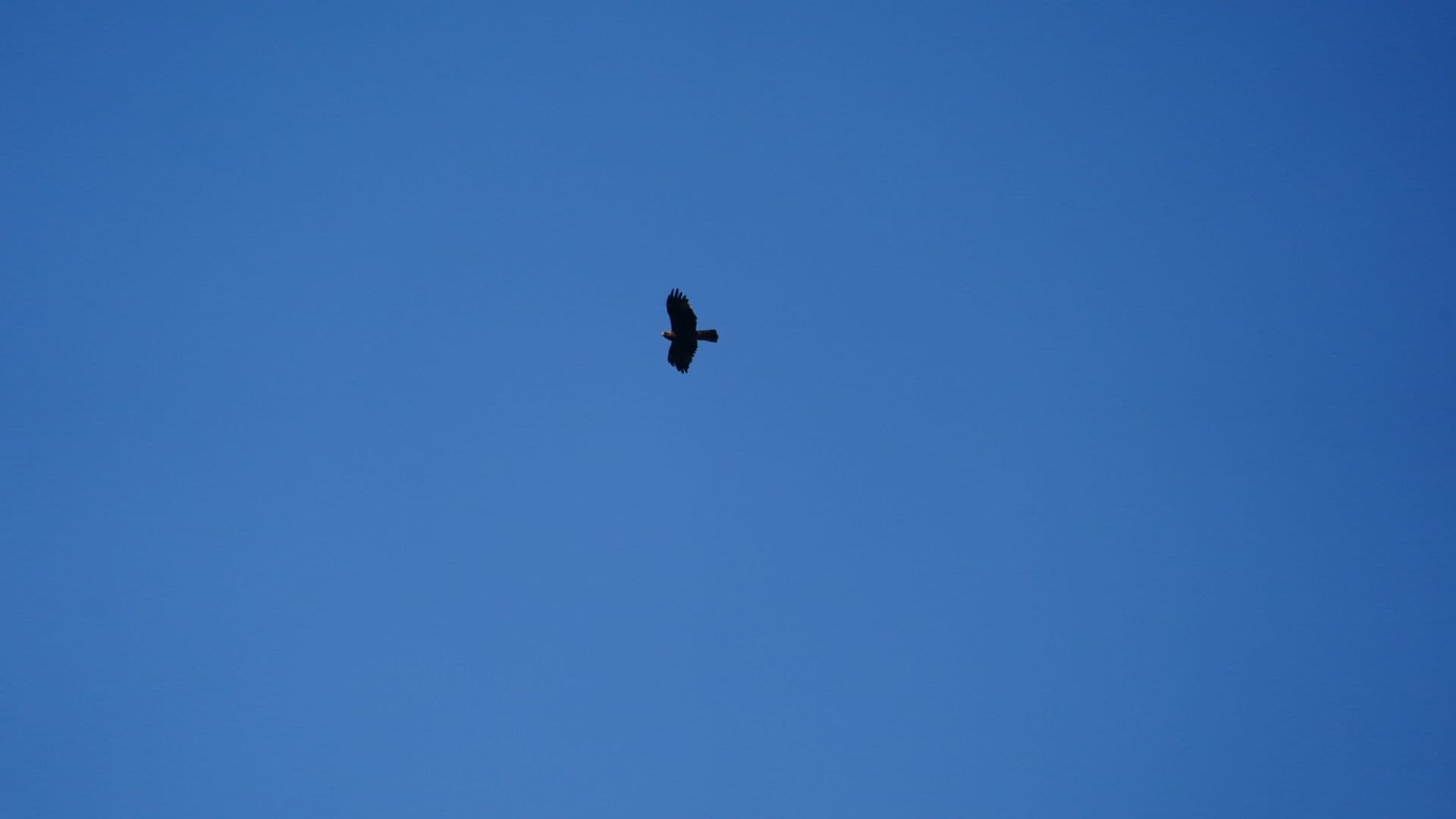 Dwergarend (Hieraaetus pennatus) - BOOTED EAGLE IRV04589