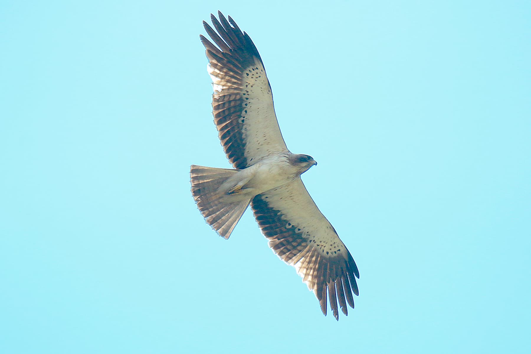Dwergarend (Hieraaetus pennatus) - Booted eagle Erayilkadavu, Kottayam 1