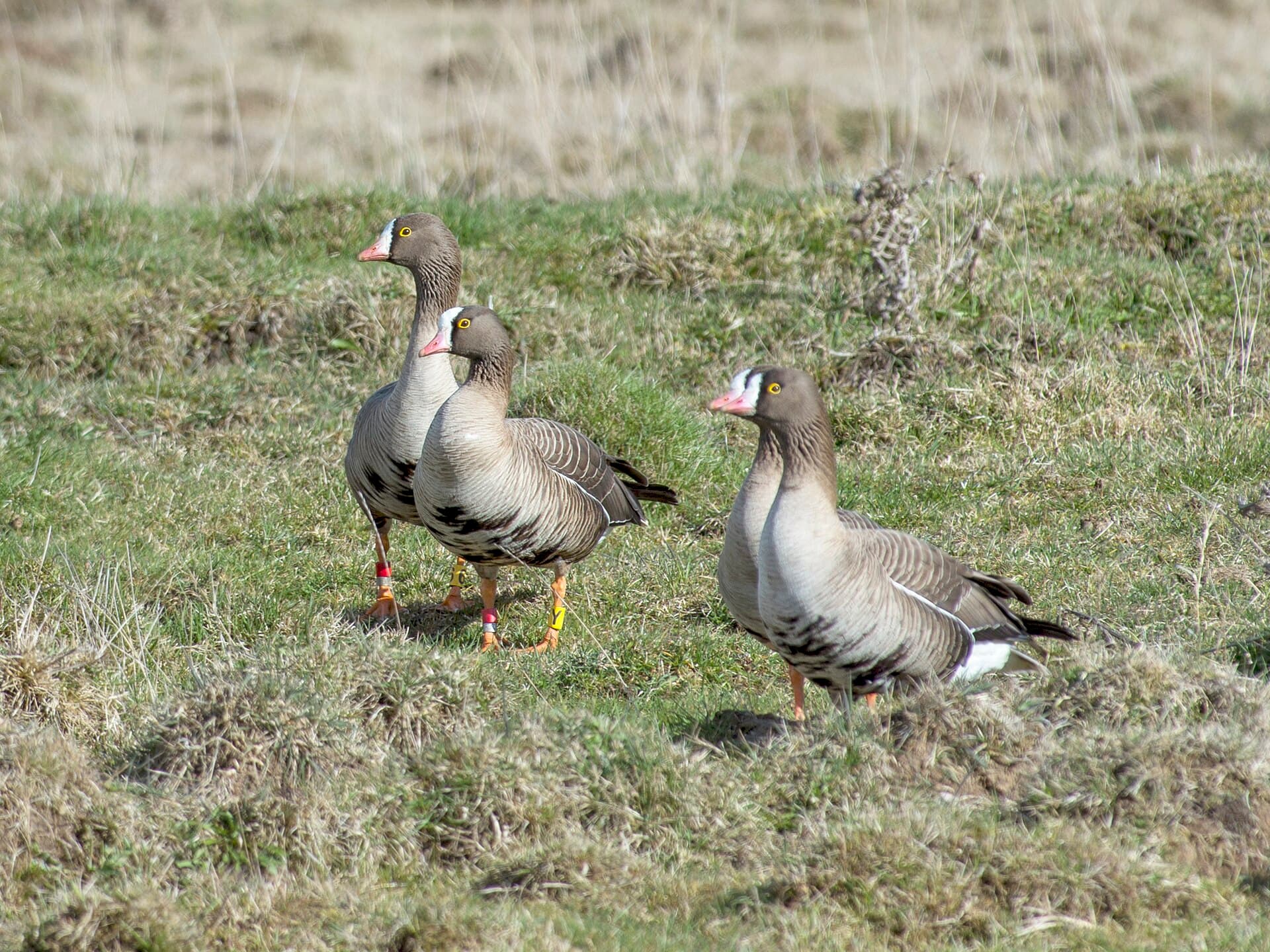 Dwerggans (Anser erythropus) - Fjällgås, Sätunaviken, Östergötland, April 2017 2