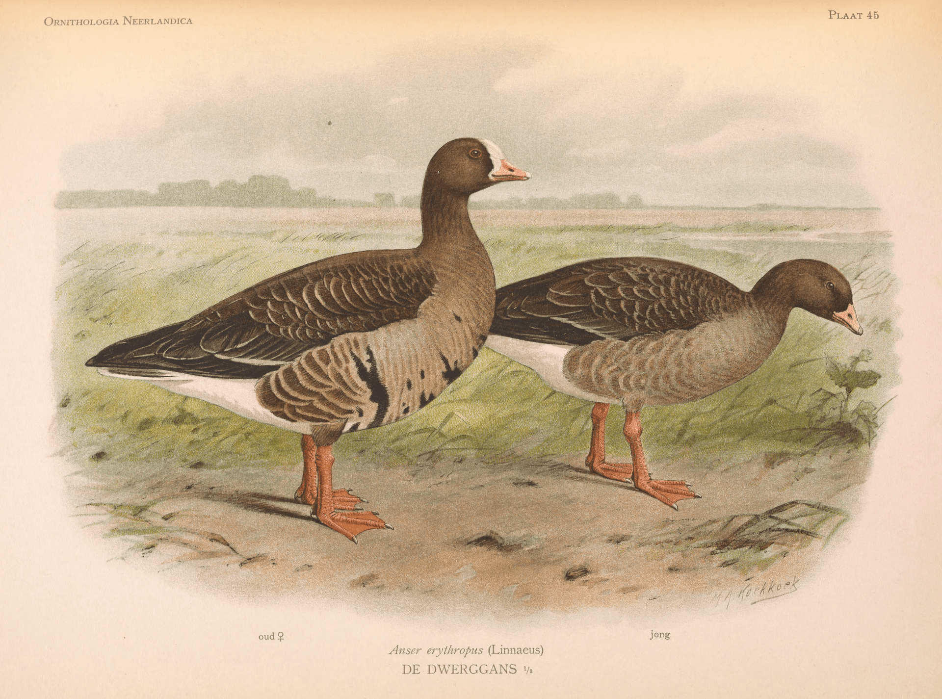 Dwerggans (Anser erythropus) - OrnithologiaNeerlandica01Pl45