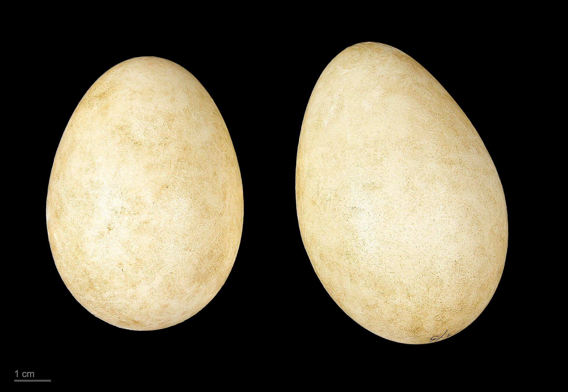Dwerggans (Anser erythropus) - Anser erythropus MHNT.ZOO.2010.11.14.6