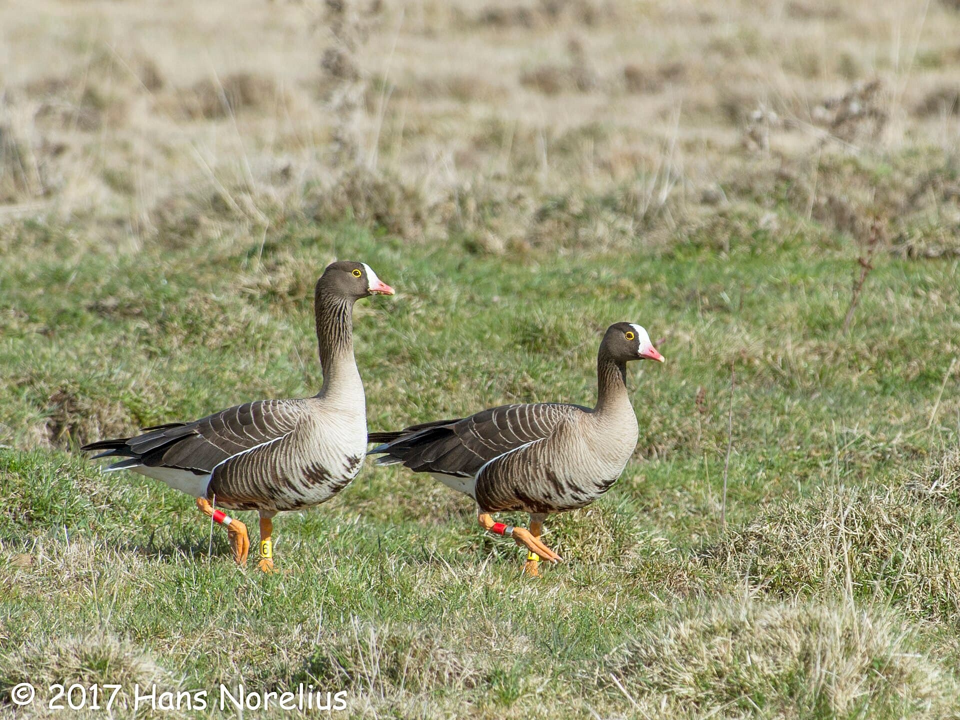Dwerggans (Anser erythropus) - Fjällgås, Sätunaviken, Östergötland, April 2017 1