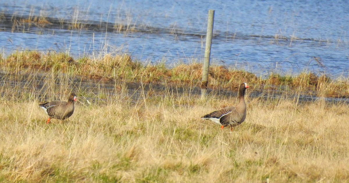 Dwerggans (Anser erythropus) - Fjällgås Lesser White-fronted Goose (20162491718)