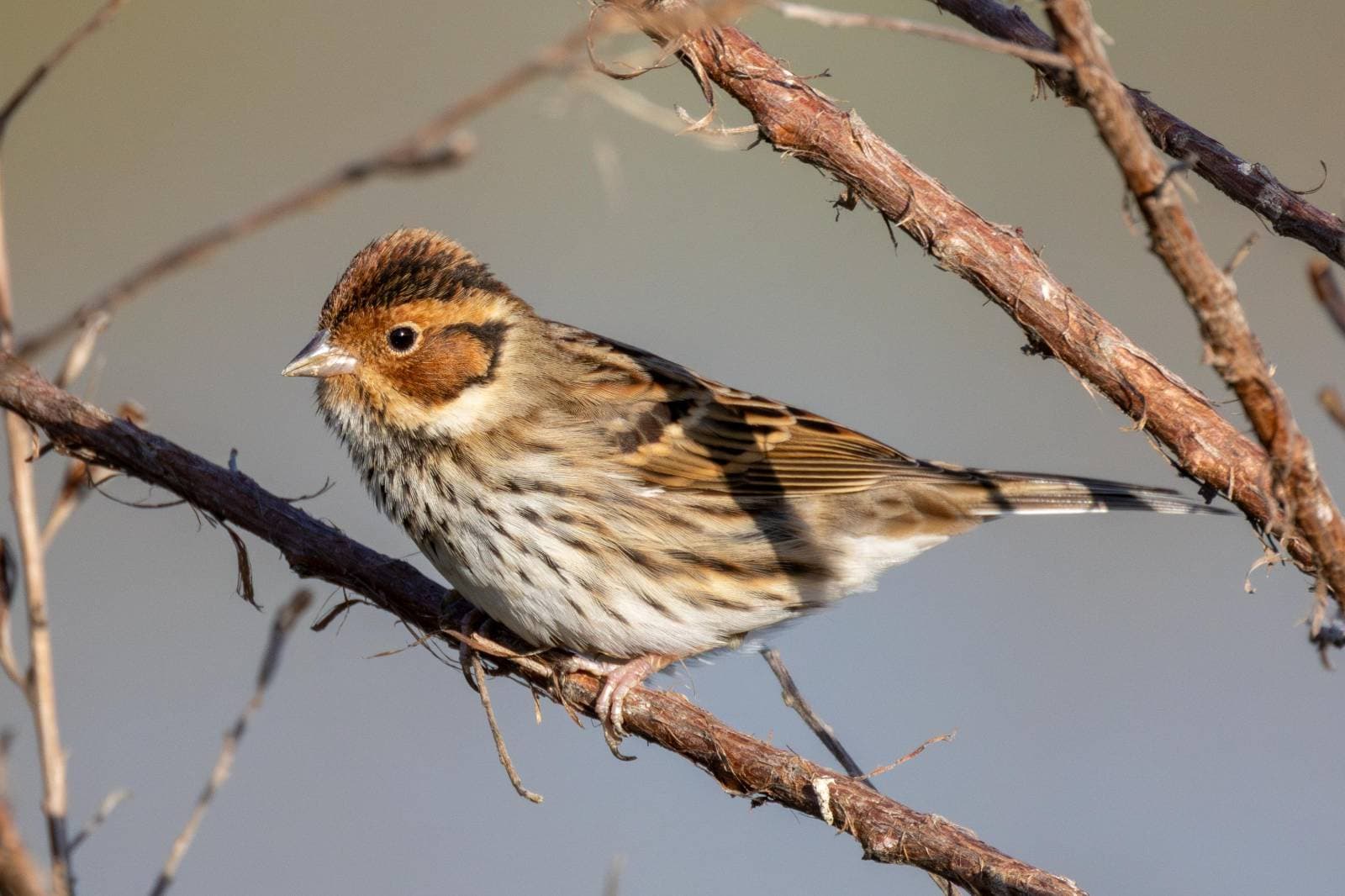 Dwerggors (Emberiza pusilla) - Little Bunting 2025 01
