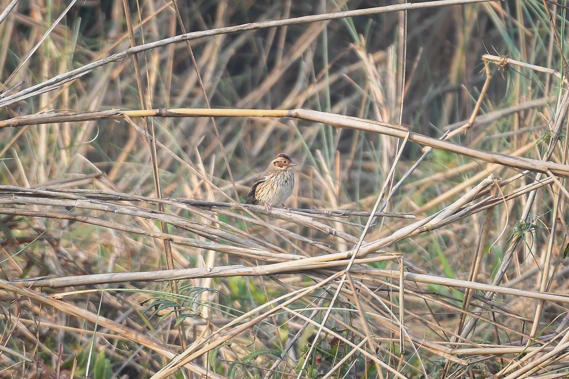 Dwerggors (Emberiza pusilla) - Little Bunting (Emberiza pusilla) DSC 7473