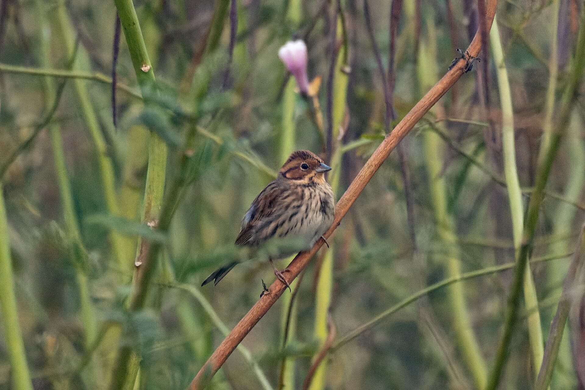 Dwerggors (Emberiza pusilla) - Little Bunting by Tisha Mukherjee 03