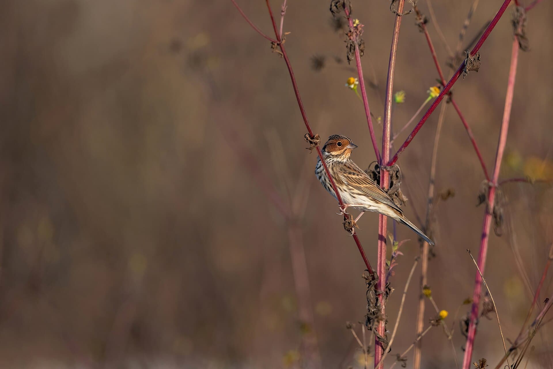 Dwerggors (Emberiza pusilla) - Little-Bunting
