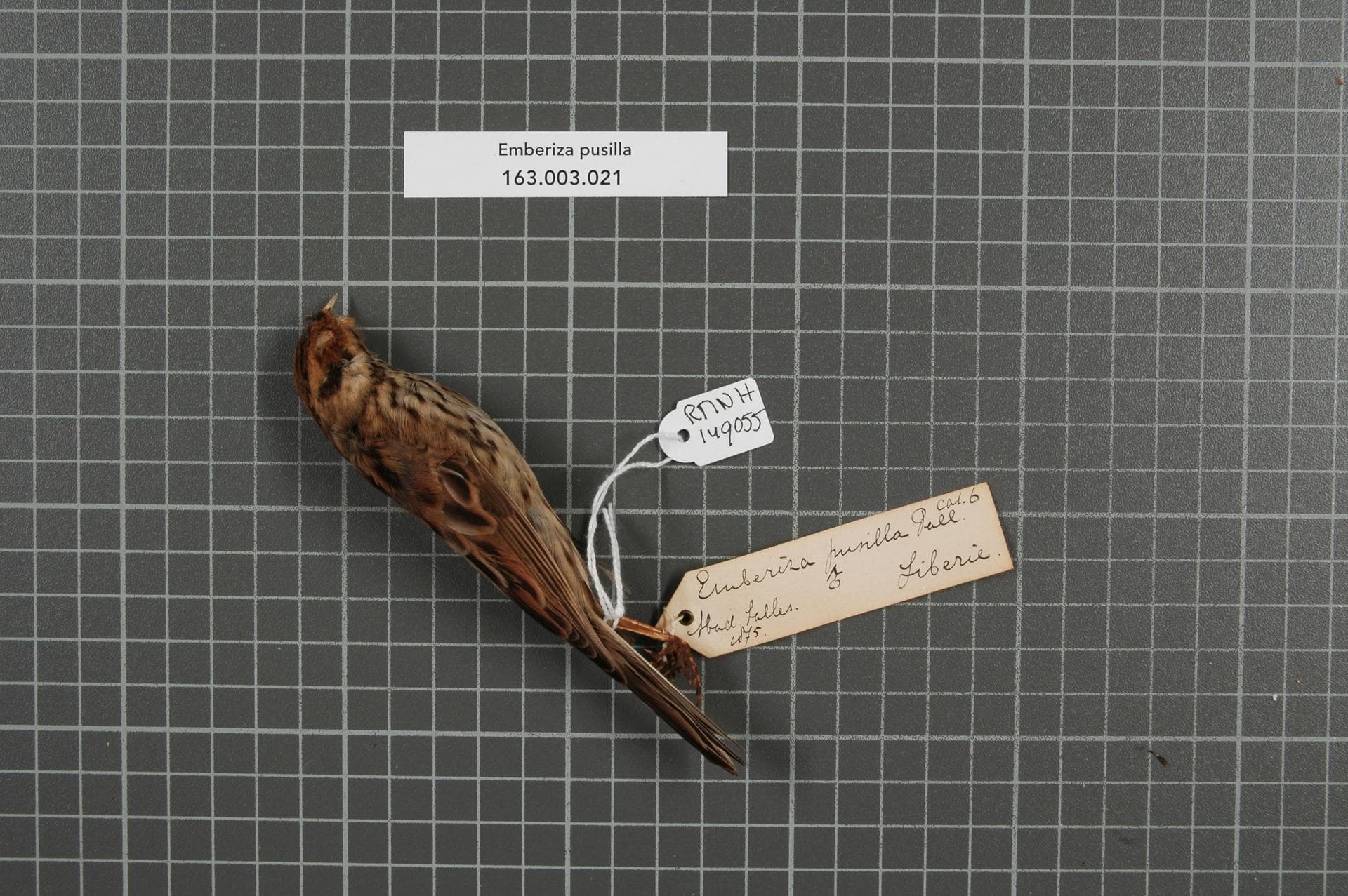 Dwerggors (Emberiza pusilla) - Naturalis Biodiversity Center - RMNH.AVES.149055 1 - Emberiza pusilla Pallas, 1776 - Emberizidae - bird skin specimen