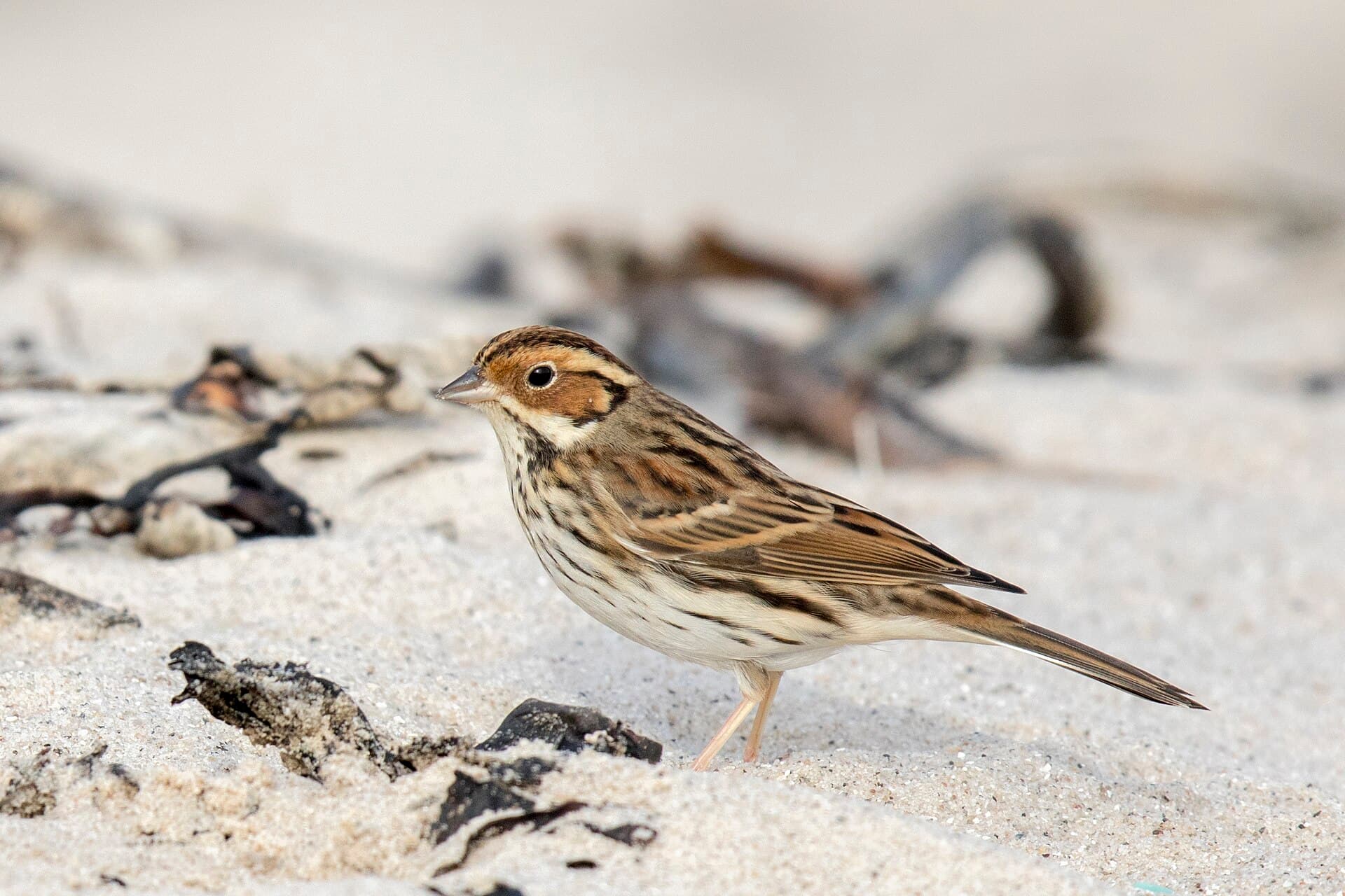 Dwerggors (Emberiza pusilla) - Zwergammer