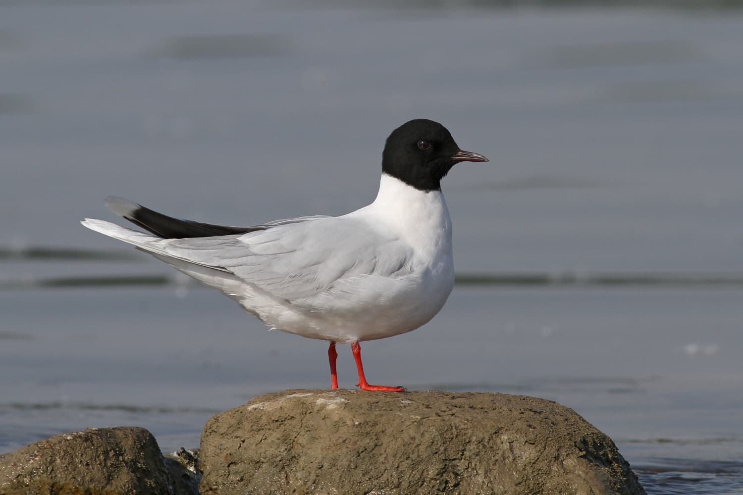 dwergmeeuw (Hydrocoloeus minutus) - Čajka malá (Larus minutus) a (4834254958)