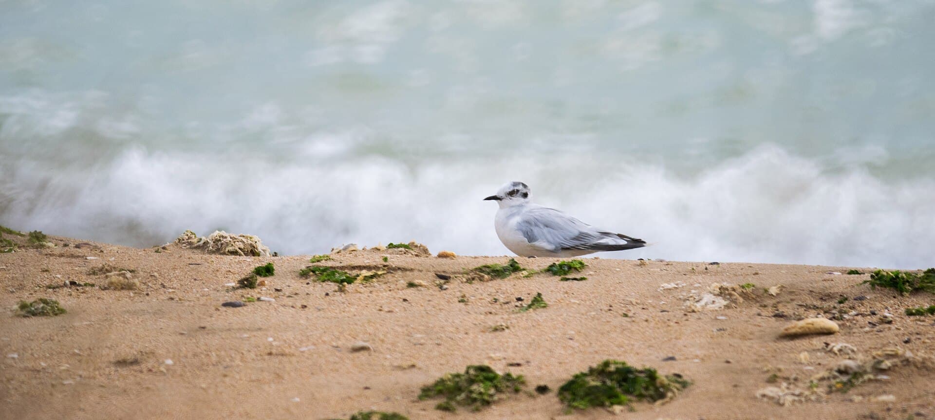 dwergmeeuw (Hydrocoloeus minutus) - Little gull (Hydrocoloeus minutus) 2019
