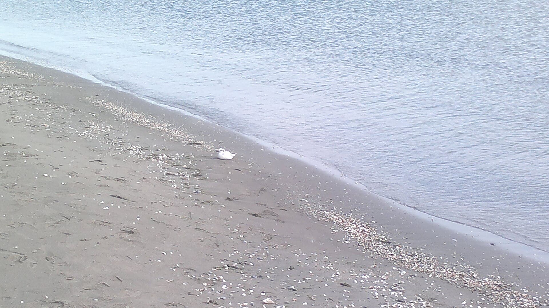 dwergmeeuw (Hydrocoloeus minutus) - Gull sitting in Caspian coast in Hovsan, Azerbaijan