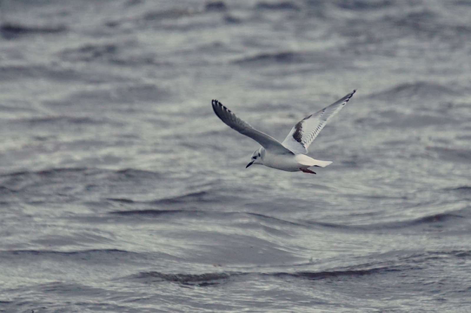 dwergmeeuw (Hydrocoloeus minutus) - First-winter Little Gull (Hydrocoloeus minutus), Haroldswick - geograph.org.uk - 6774663