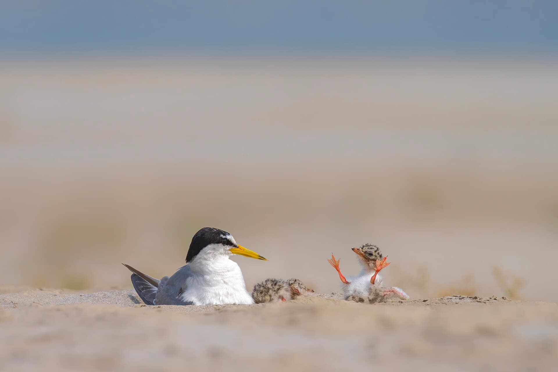 dwergstern (Sternula albifrons) - Fun Time of little tern chicks