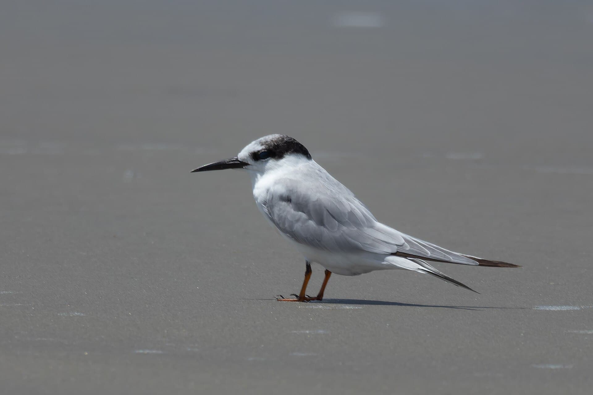 dwergstern (Sternula albifrons) - Little Tern by Tisha Mukherjee 02