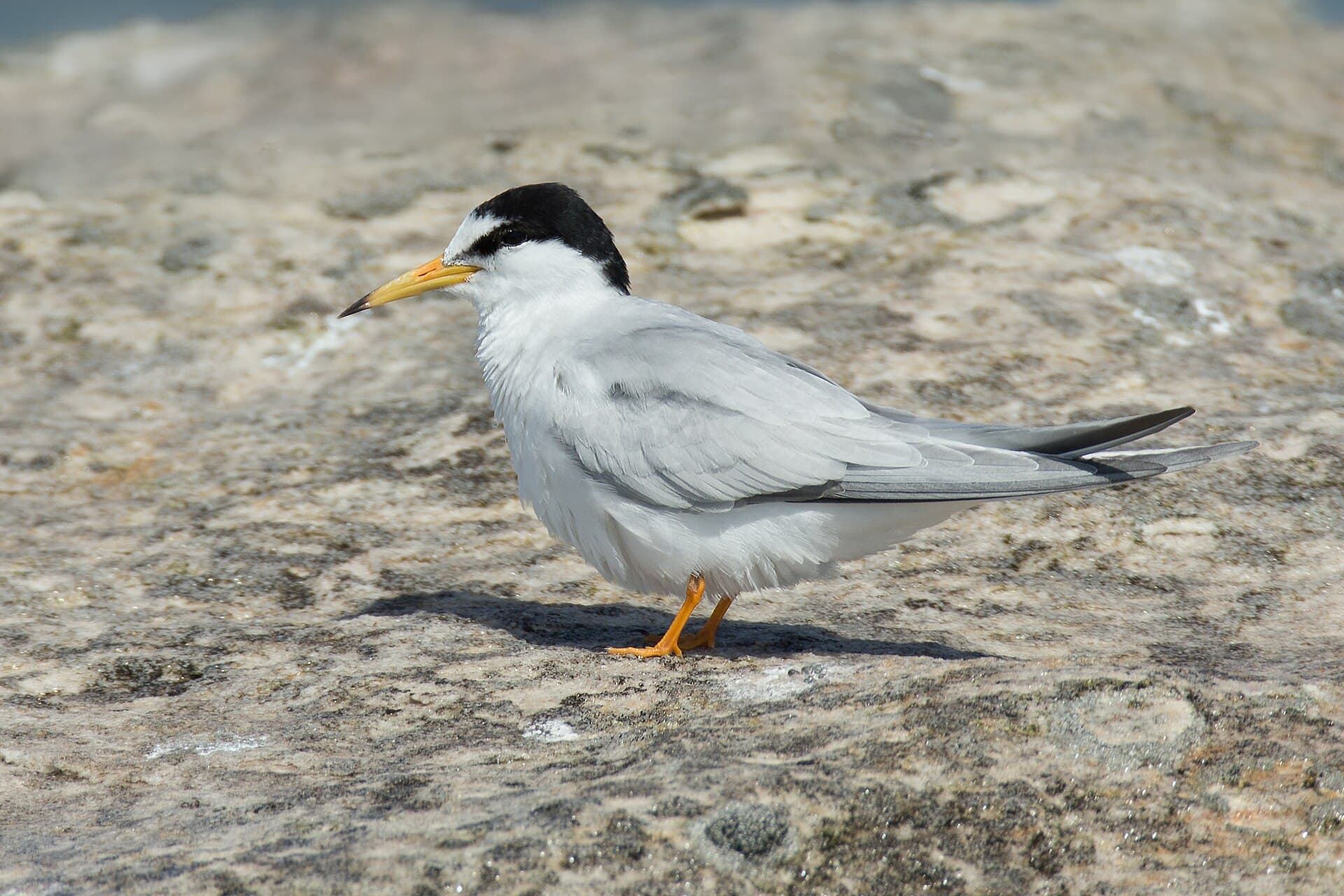 dwergstern (Sternula albifrons) - Sternula albifrons - Boat Harbour