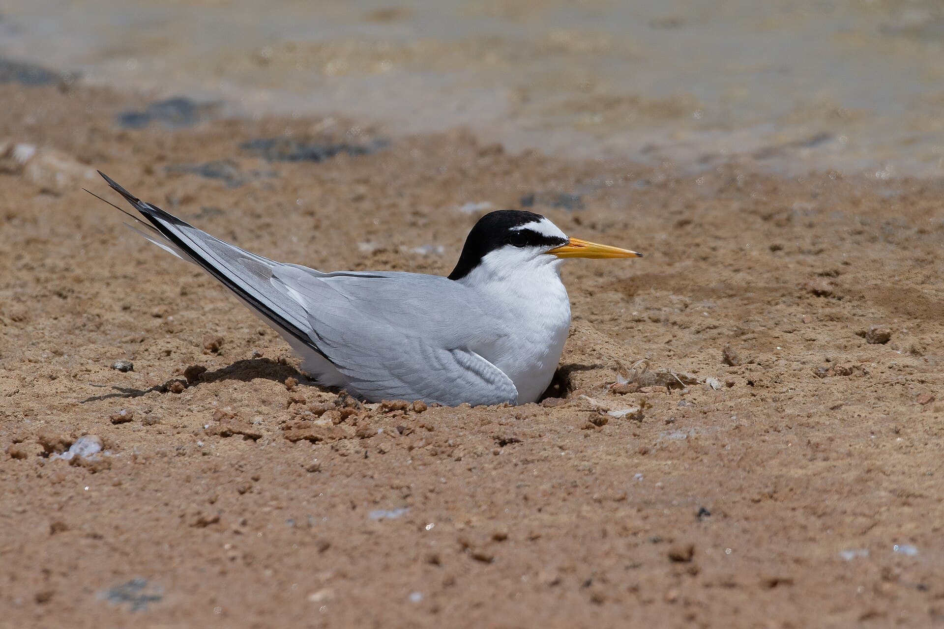dwergstern (Sternula albifrons) - Sterne naine Thyna008