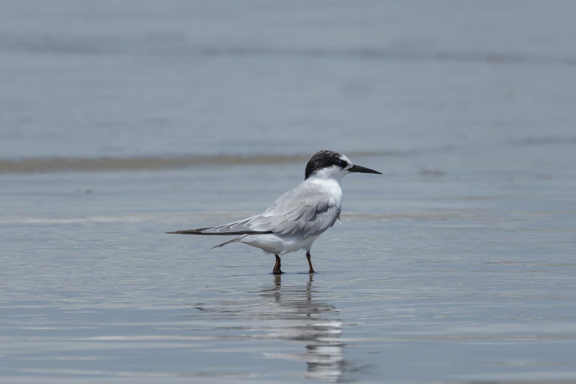 dwergstern (Sternula albifrons) - Little Tern by Tisha Mukherjee 06
