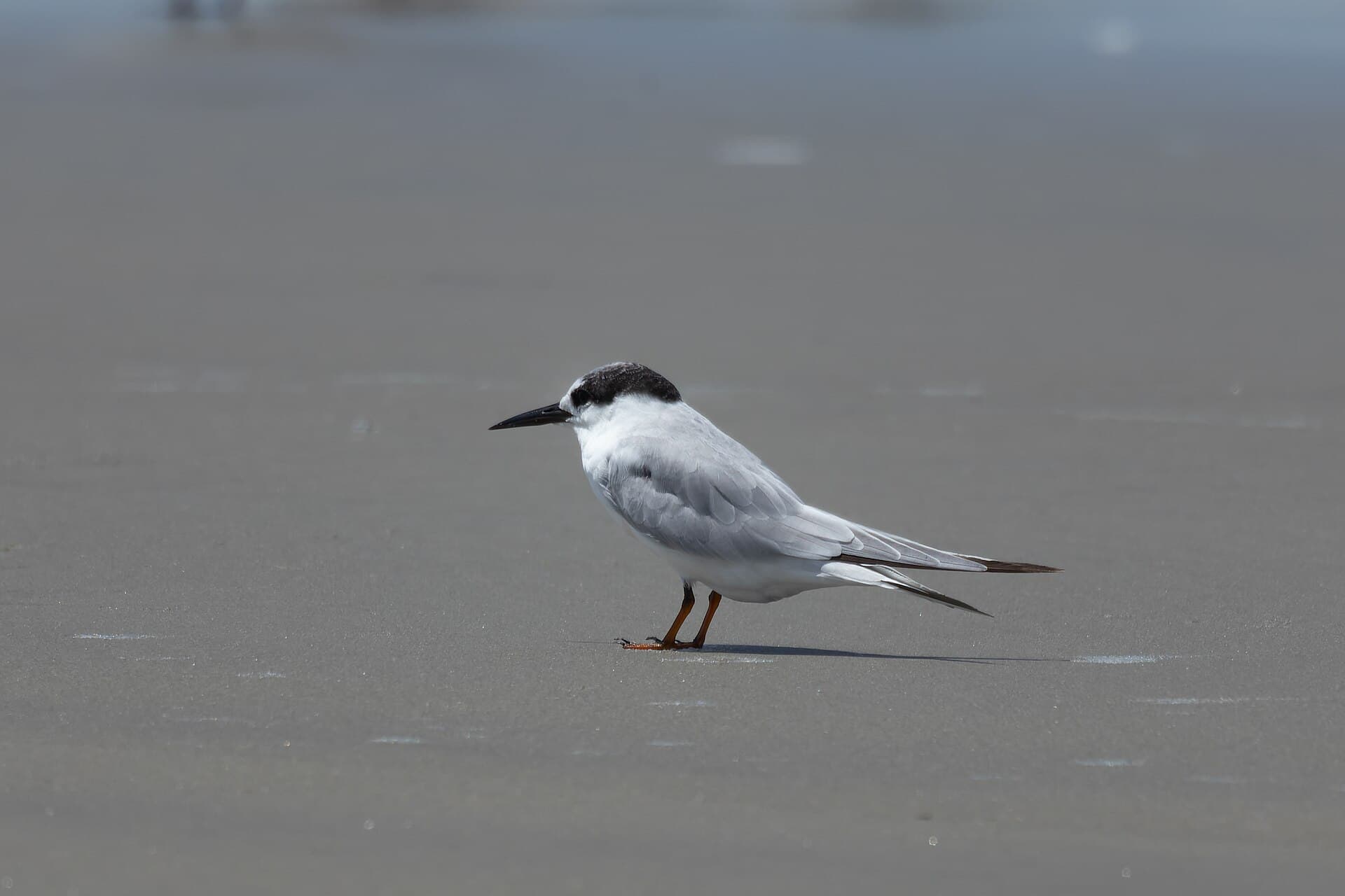 dwergstern (Sternula albifrons) - Little Tern by Tisha Mukherjee 01