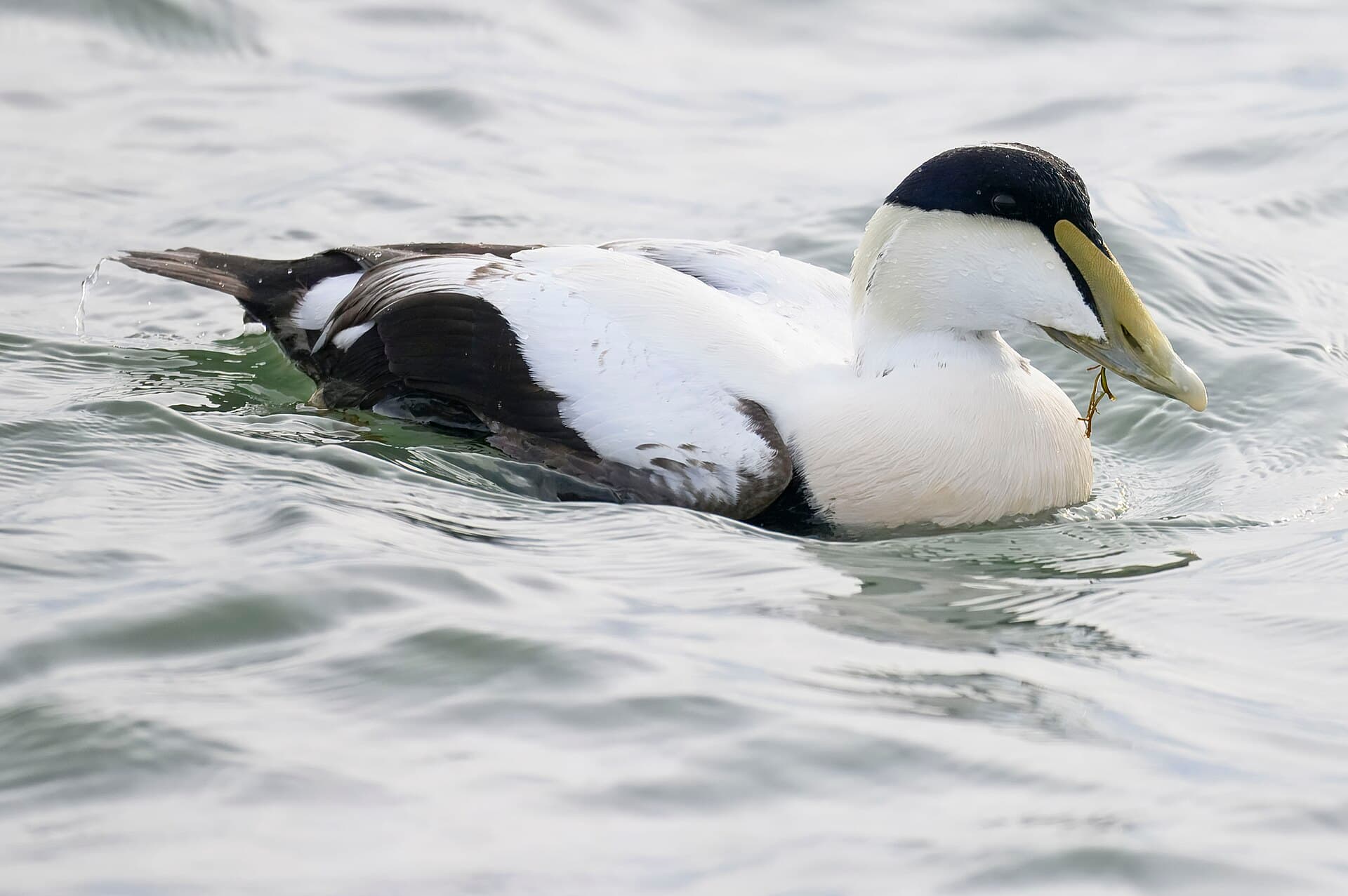 Eidereend (Somateria mollissima) - Common eider barnegat sp 11.27.24 DSC 6941-topaz-rawdenoise
