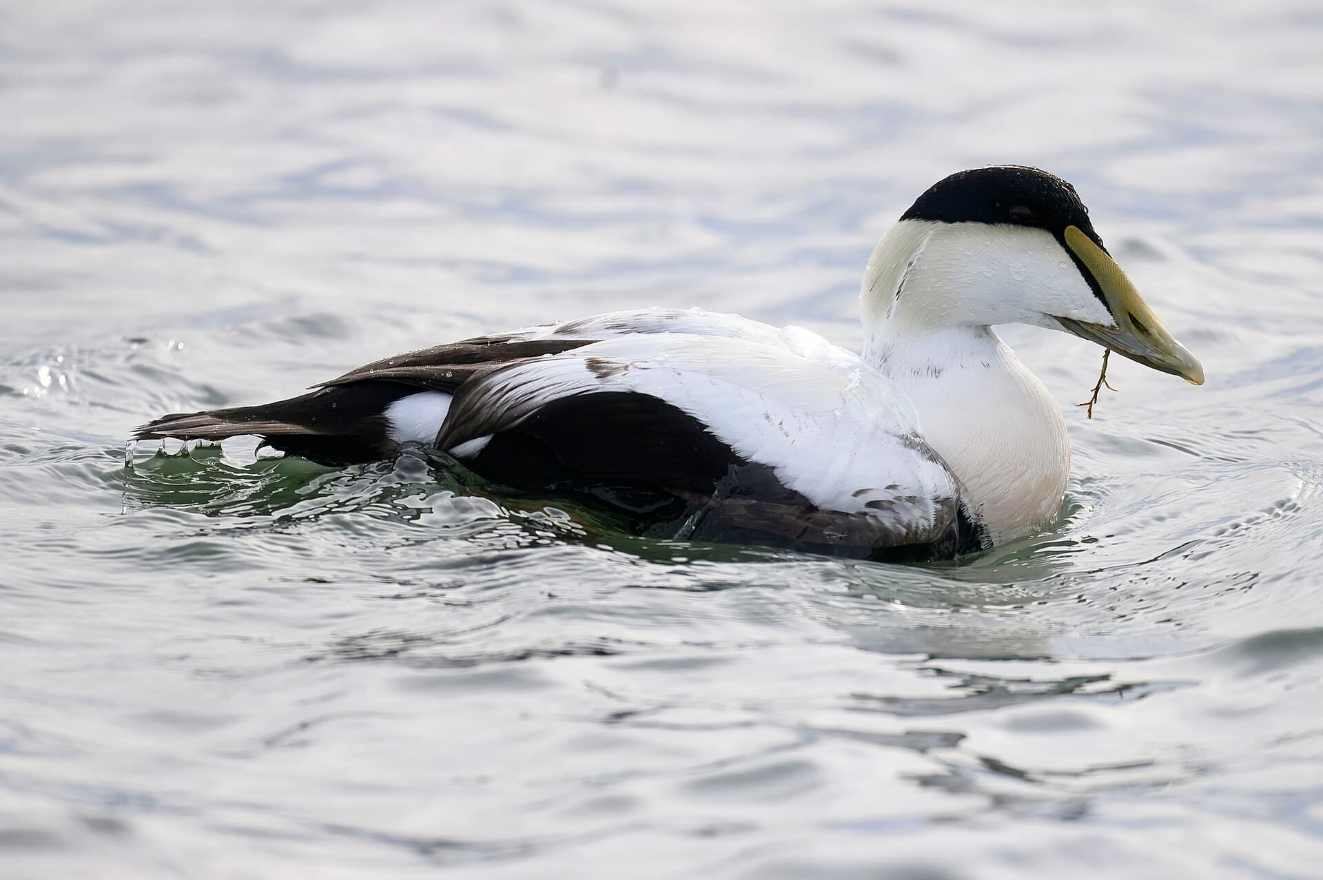 Eidereend (Somateria mollissima) - Common eider barnegat sp 11.27.24 DSC 6968-topaz-rawdenoise