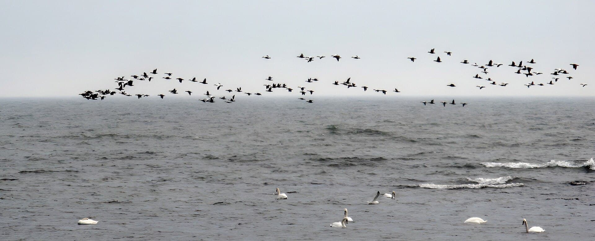 Eidereend (Somateria mollissima) - Ejder (Somateria mollissima) - Ystad-2016